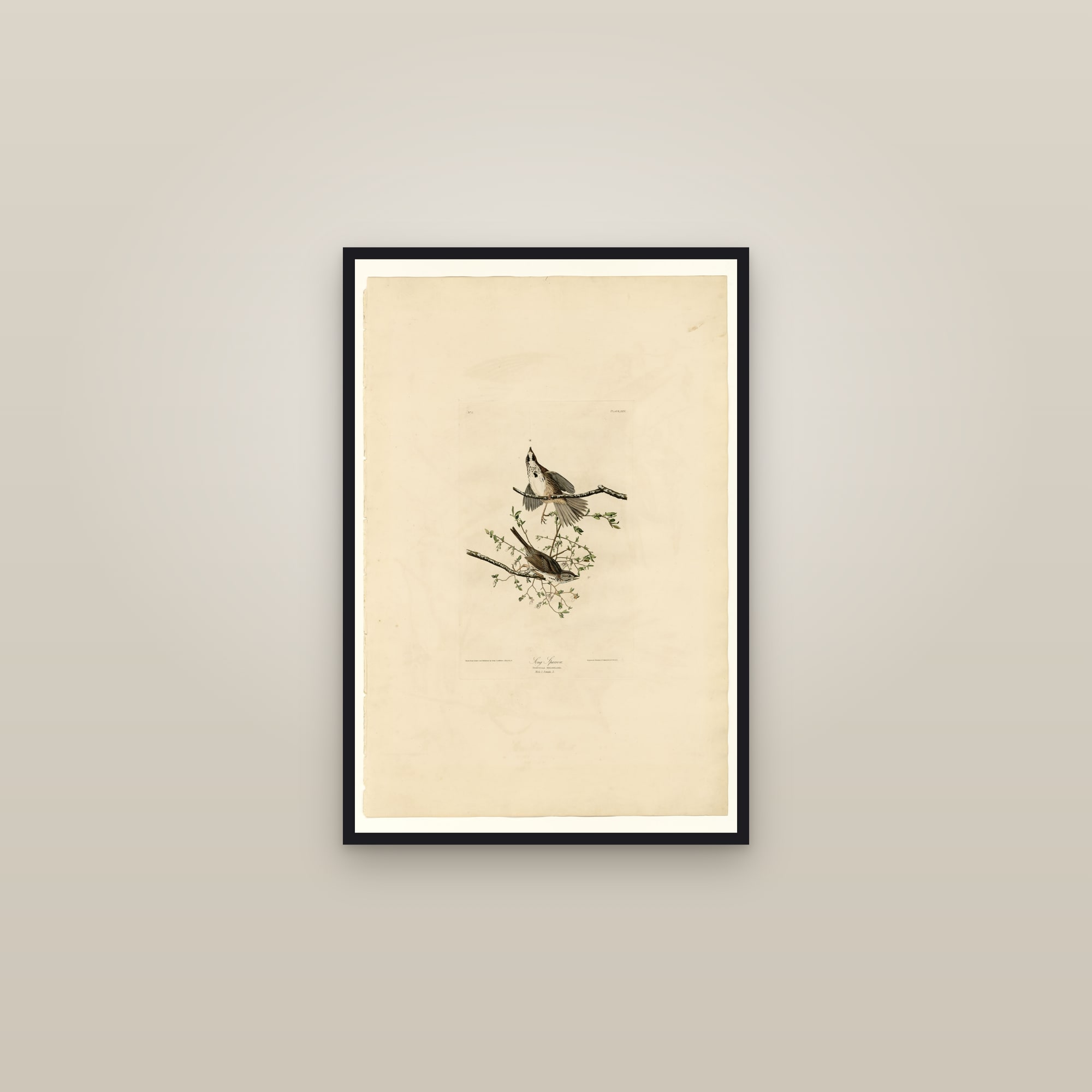 Song Sparrow — framed in a gallery setting