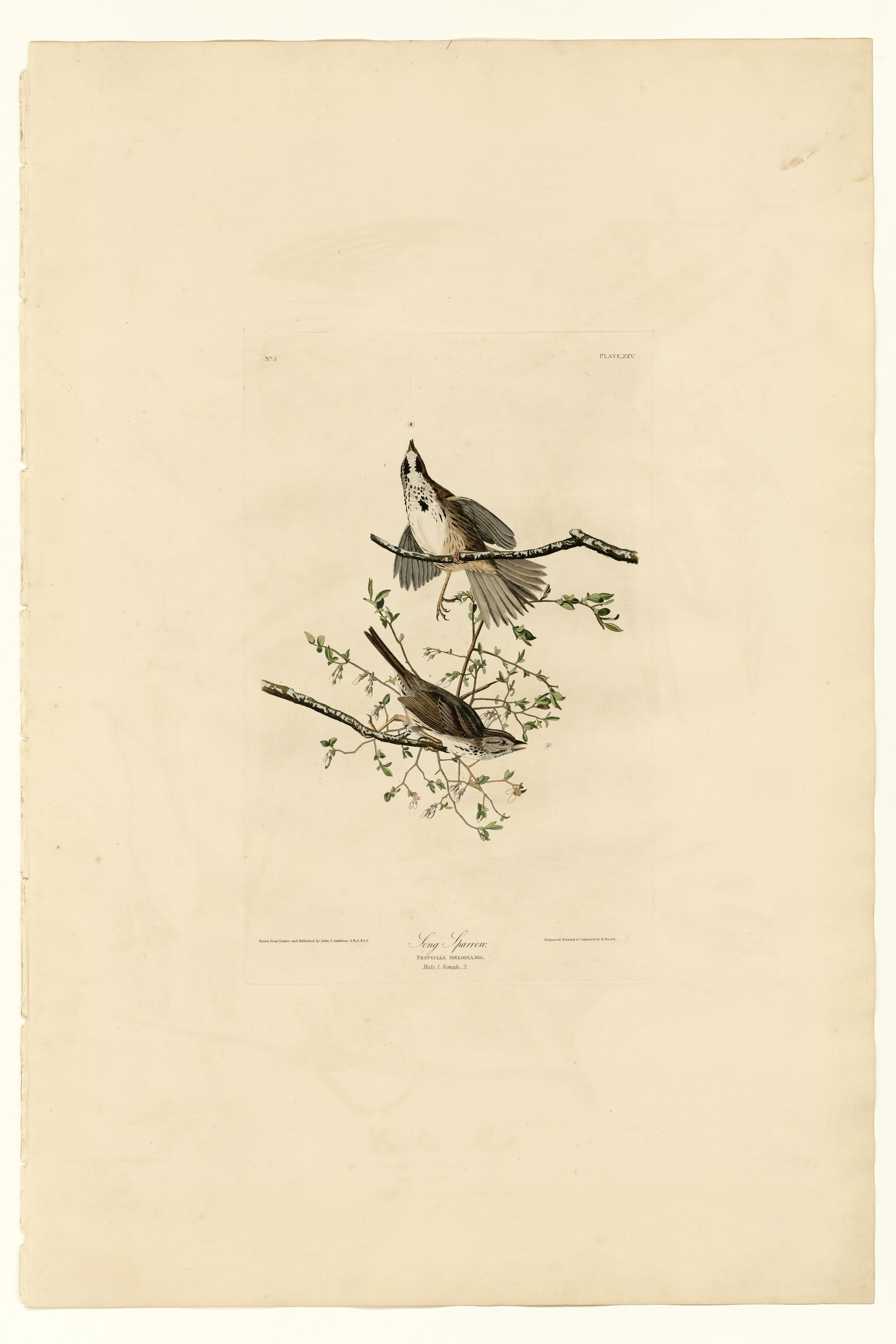Song Sparrow