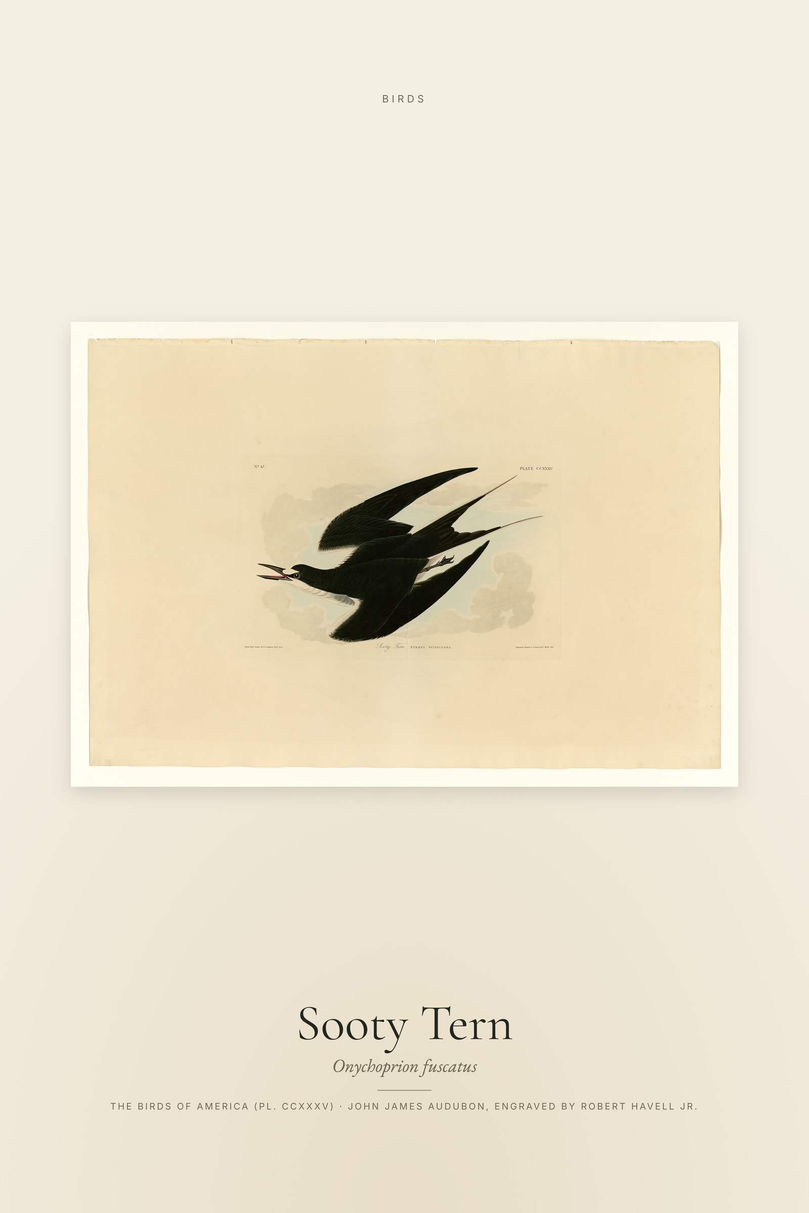 Sooty Tern