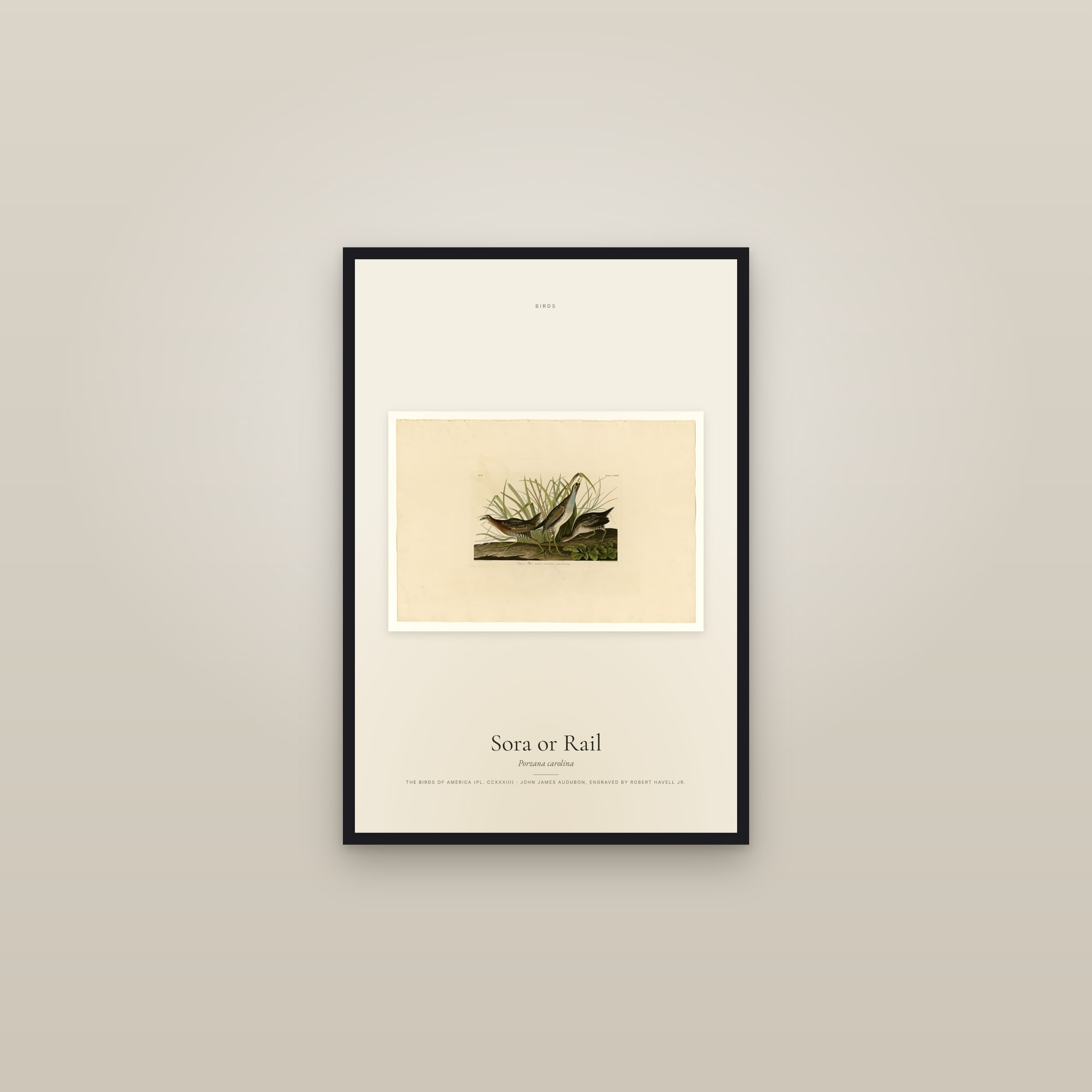 Sora or Rail — framed in a gallery setting
