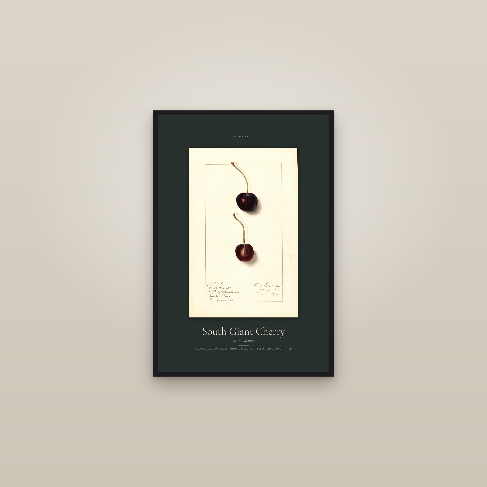 South Giant Cherry — Specimen — framed in a gallery setting