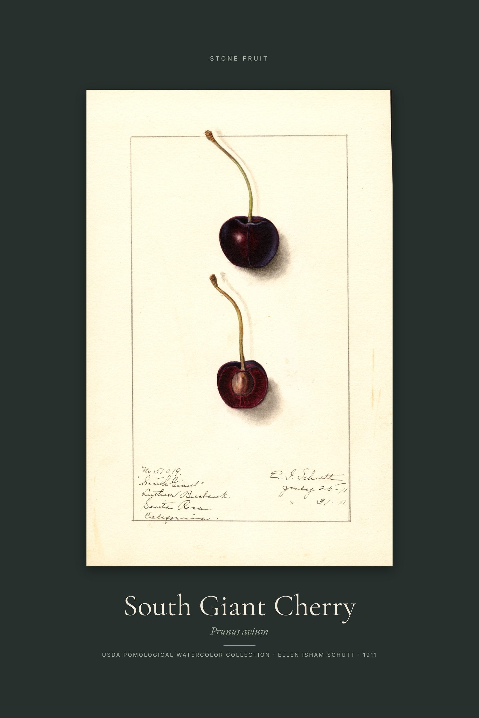 South Giant Cherry — Specimen