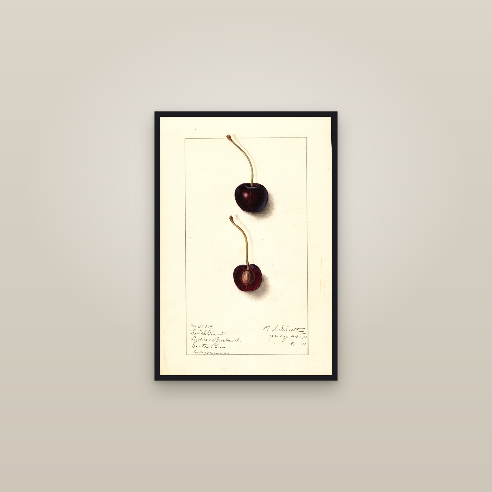 South Giant Cherry — framed in a gallery setting