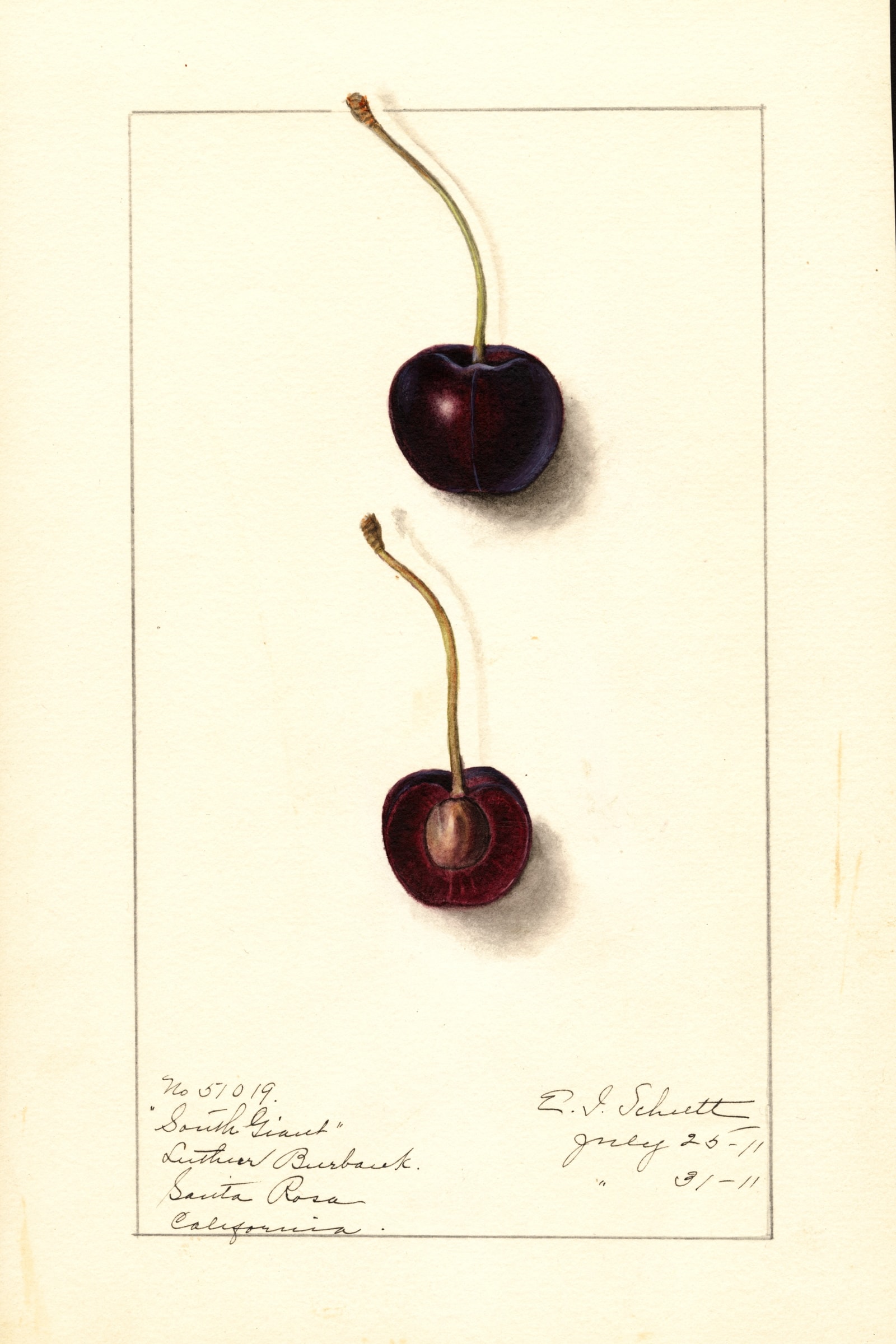 South Giant Cherry