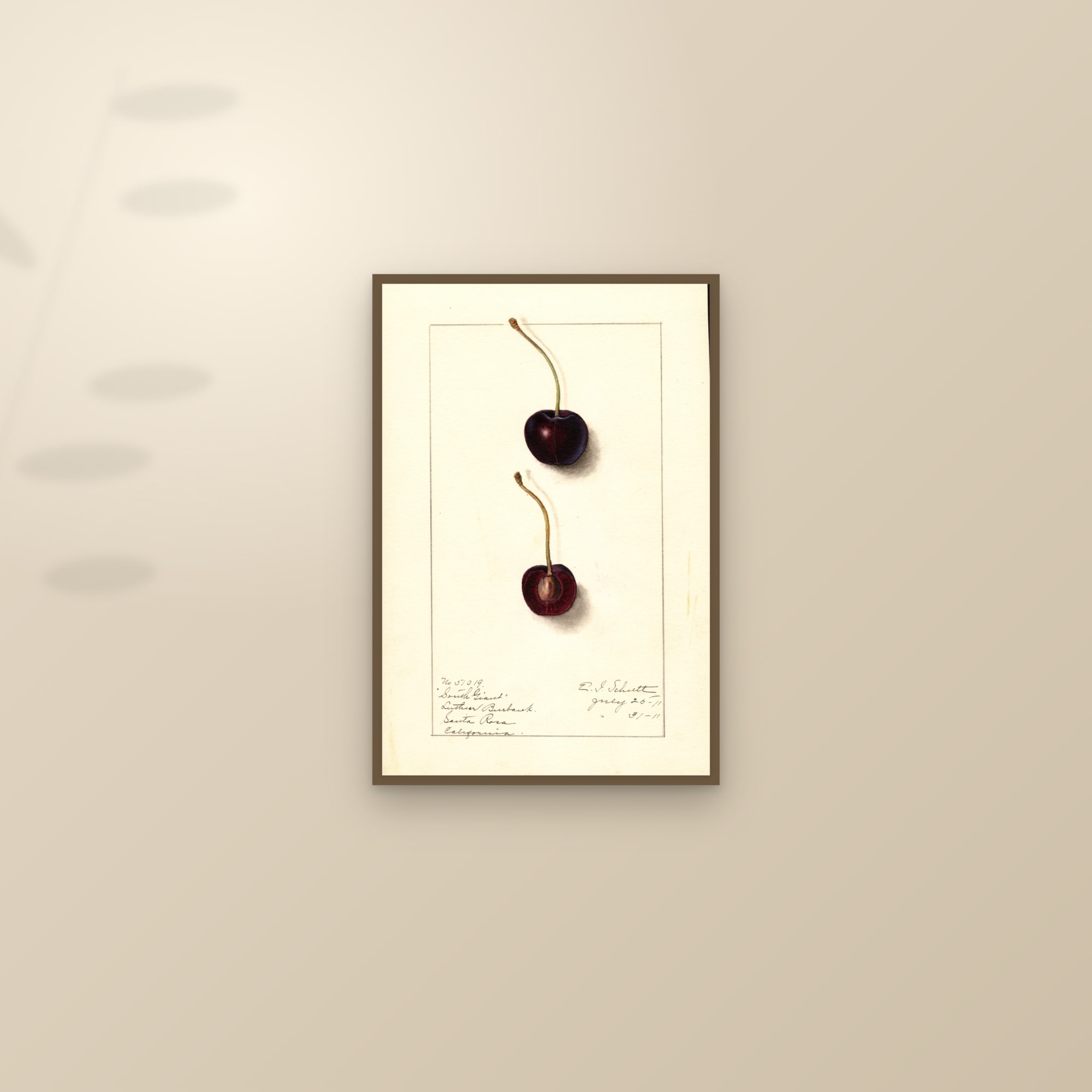 South Giant Cherry — framed and styled on a sunlit wall