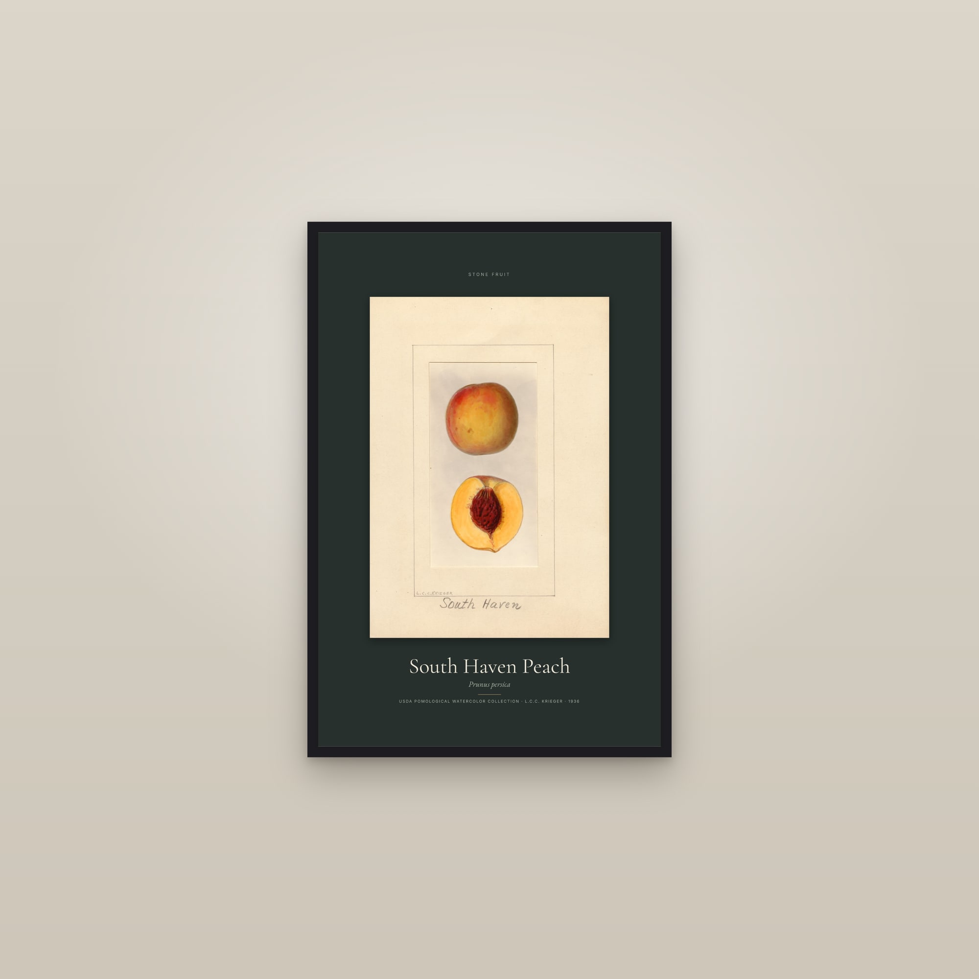 South Haven Peach — Specimen — framed in a gallery setting