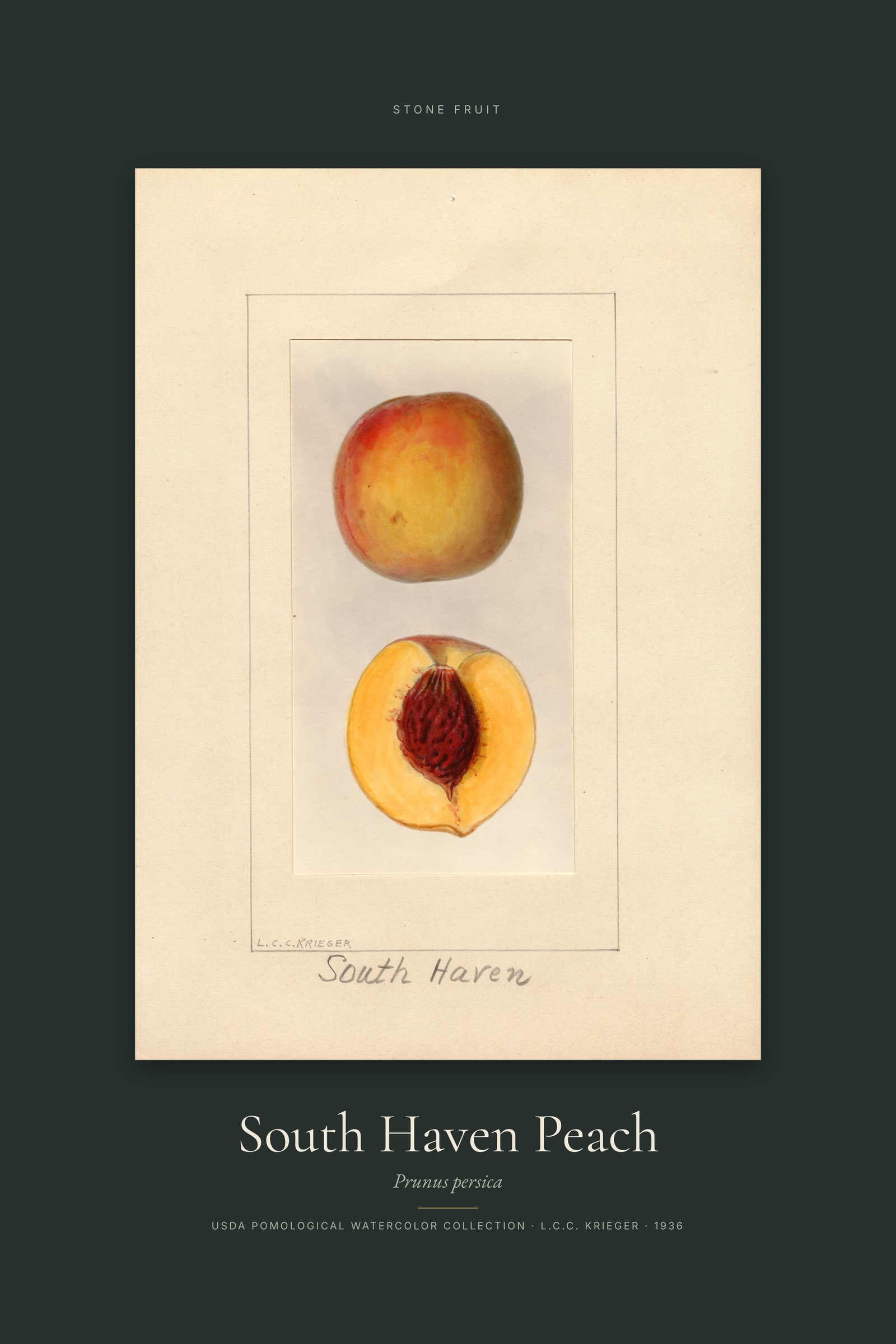 South Haven Peach — Specimen