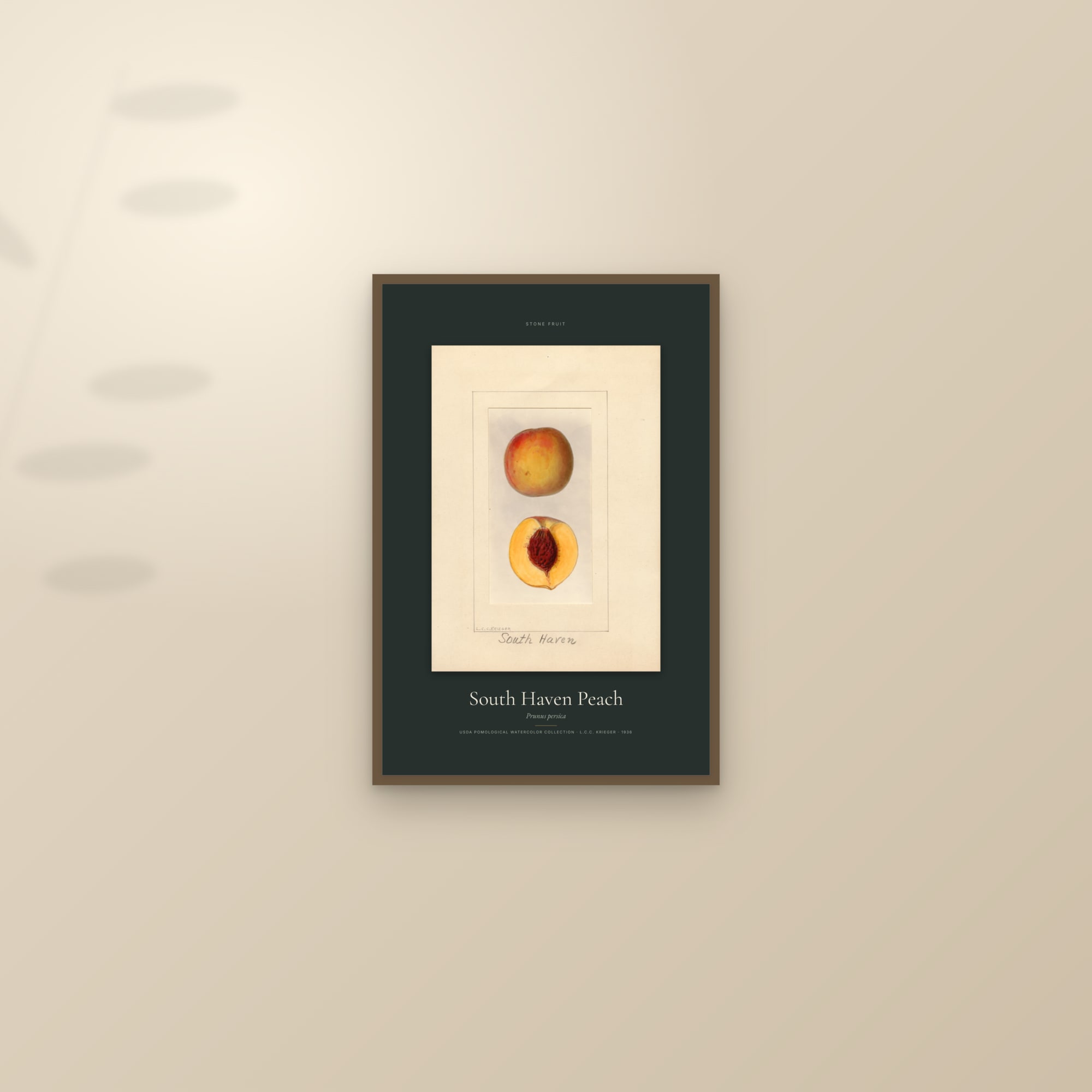 South Haven Peach — Specimen — framed and styled on a sunlit wall