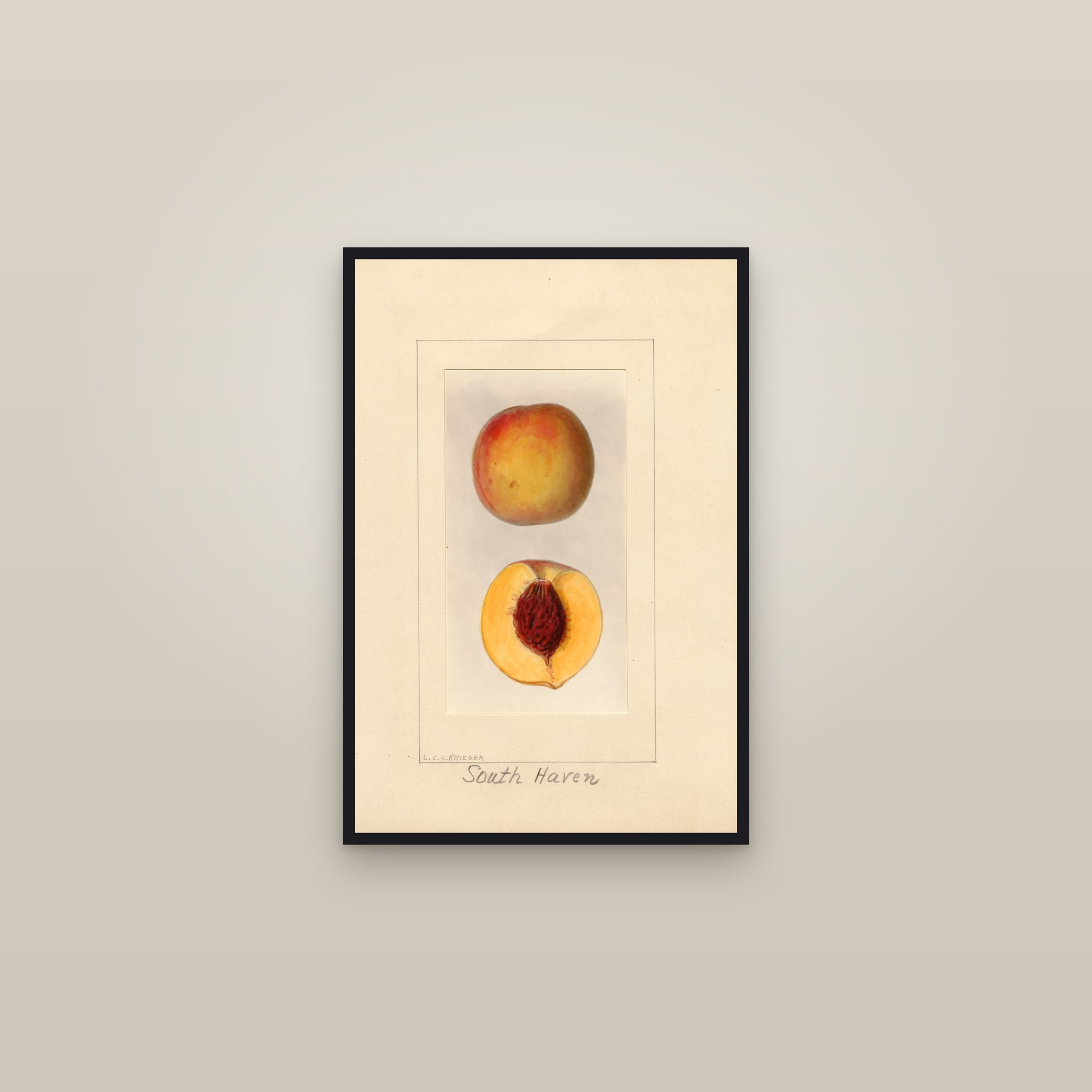 South Haven Peach — framed in a gallery setting