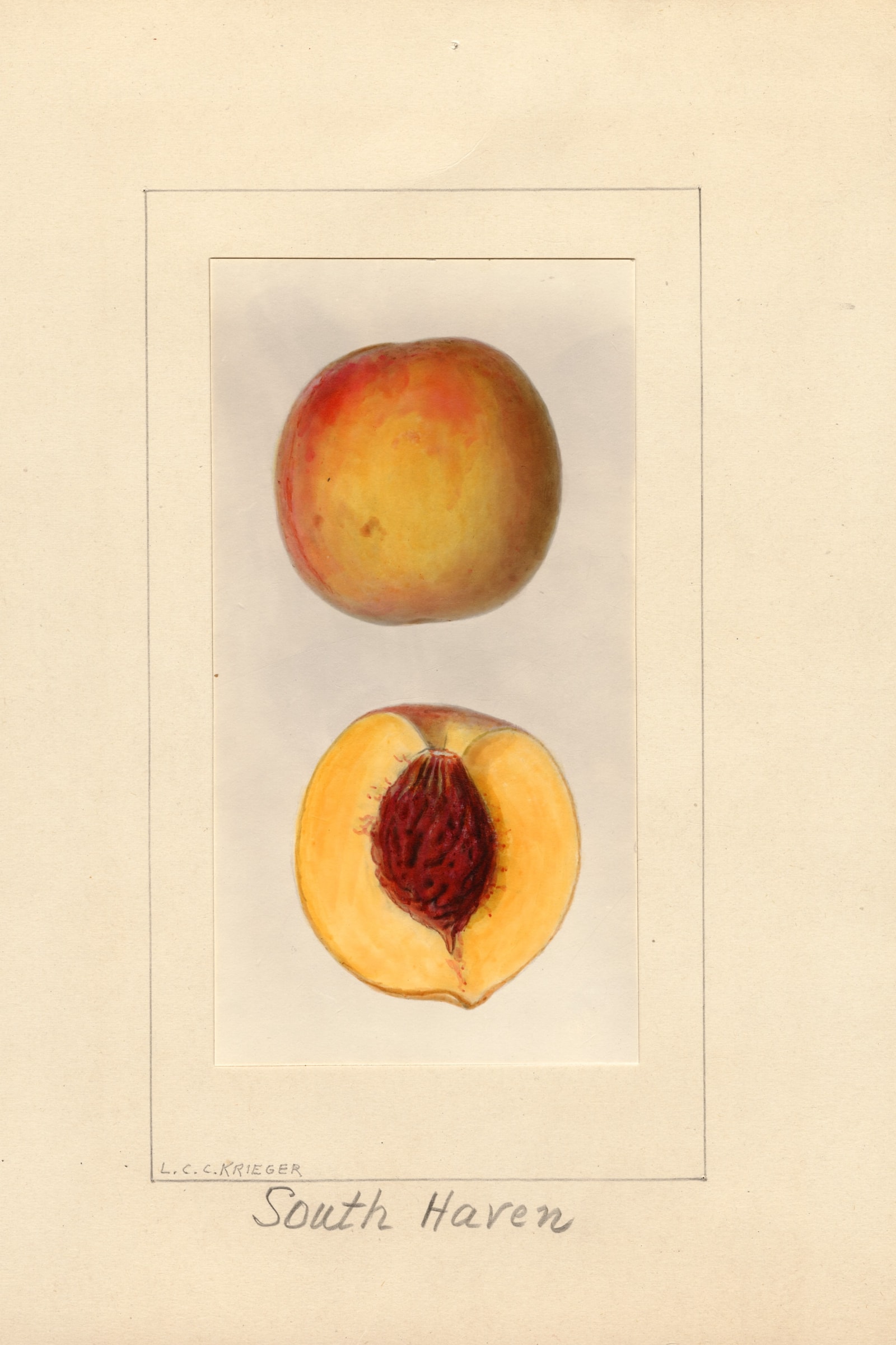 South Haven Peach
