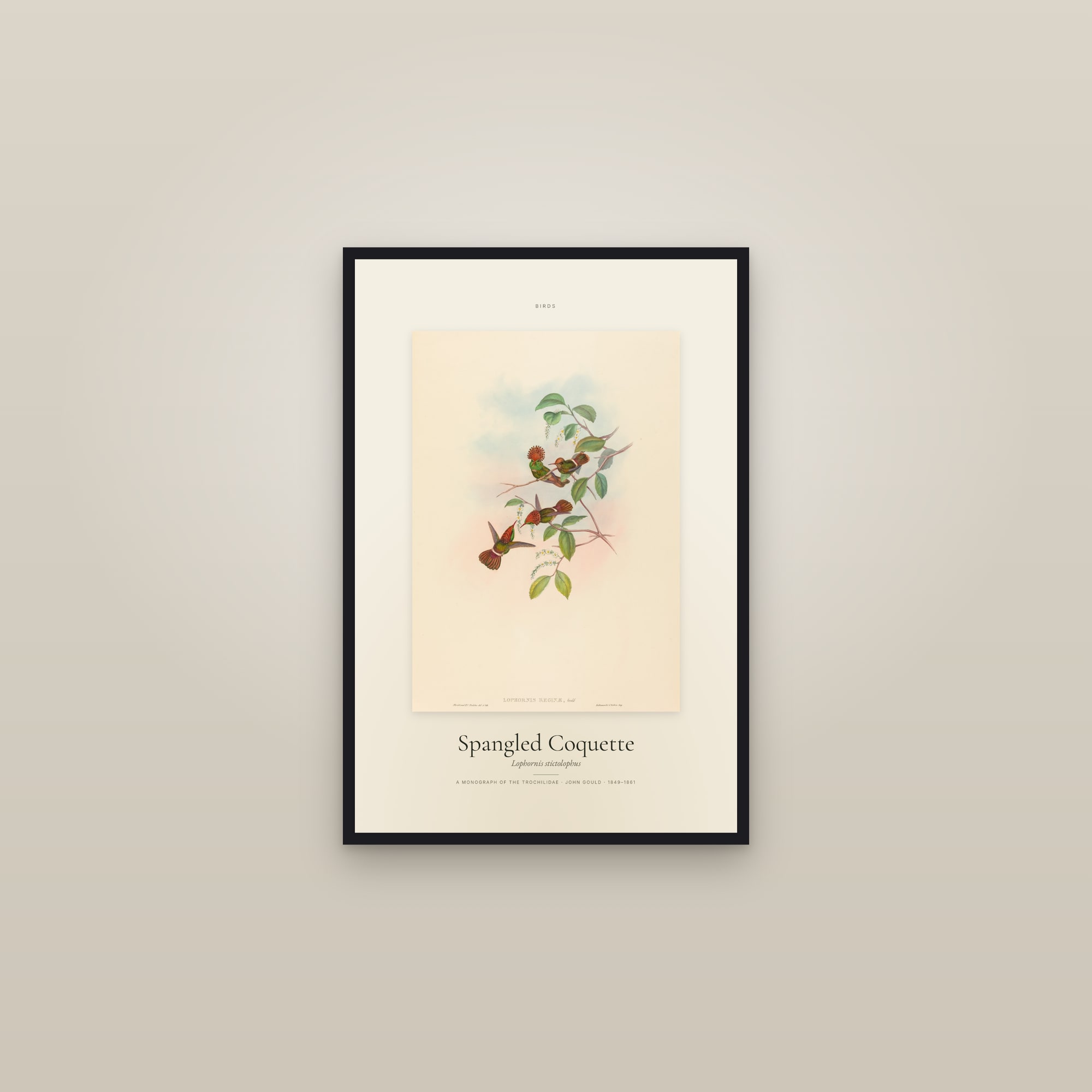 Spangled Coquette — Specimen — framed in a gallery setting