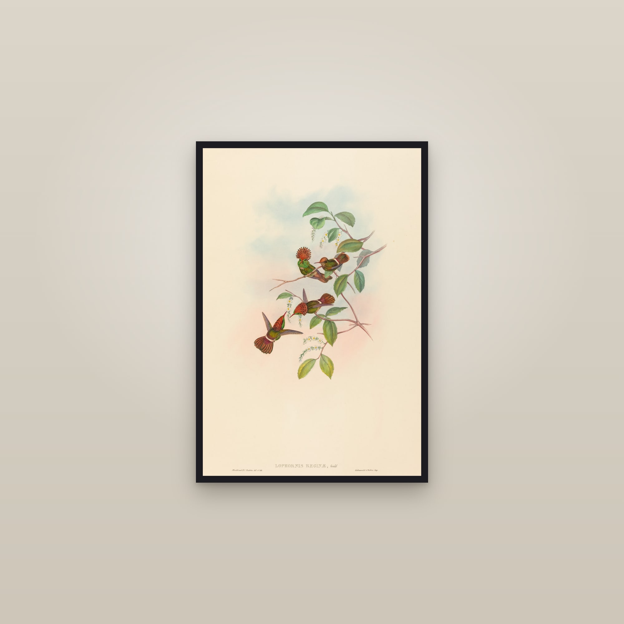 Spangled Coquette — framed in a gallery setting