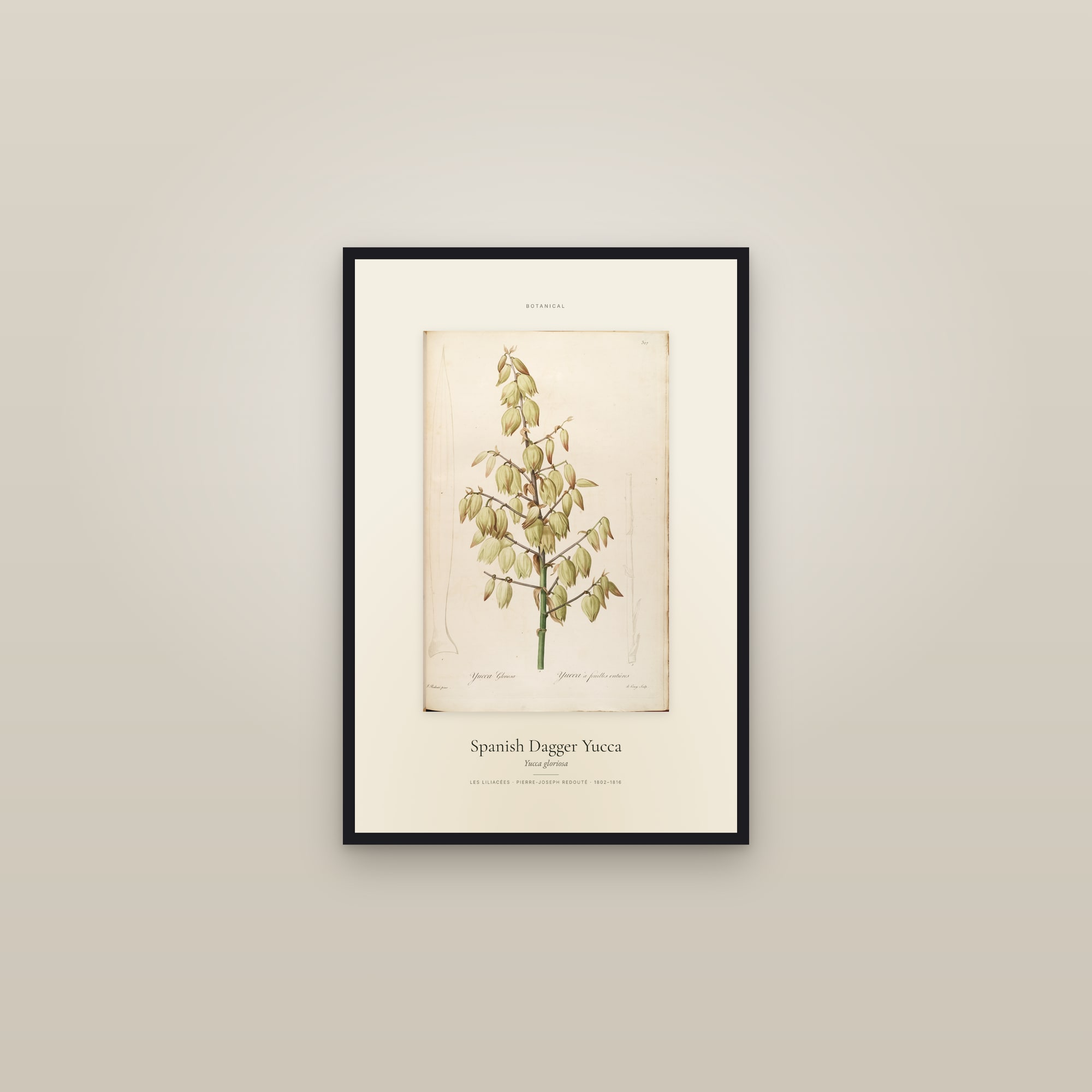Spanish Dagger Yucca — Specimen — framed in a gallery setting