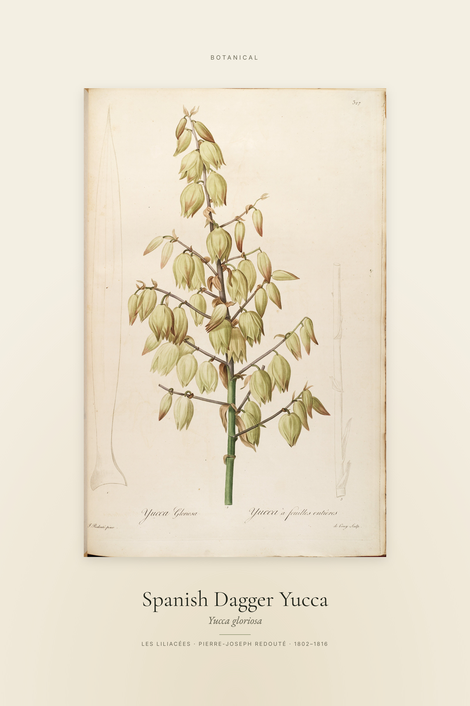 Spanish Dagger Yucca — Specimen