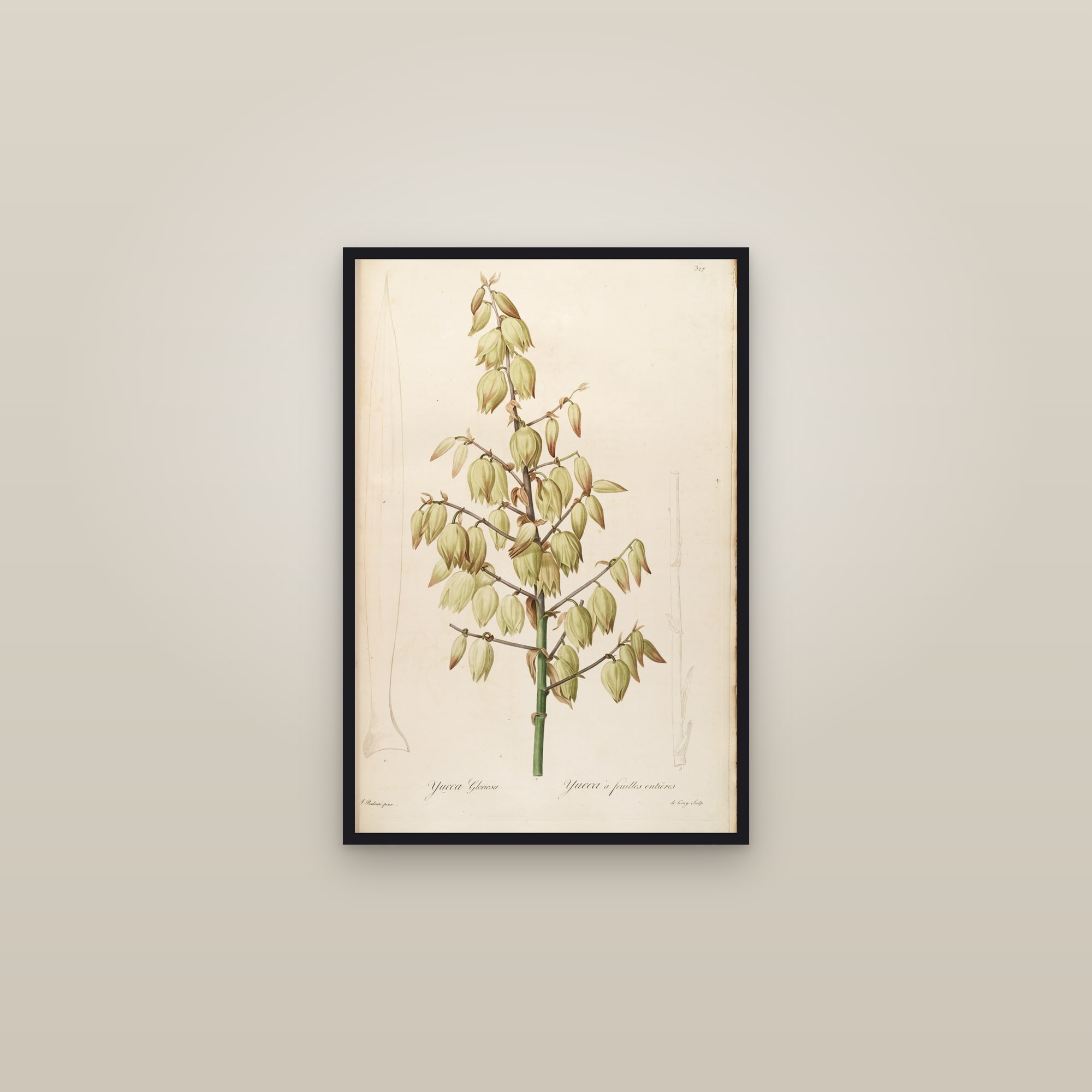 Spanish Dagger Yucca — framed in a gallery setting