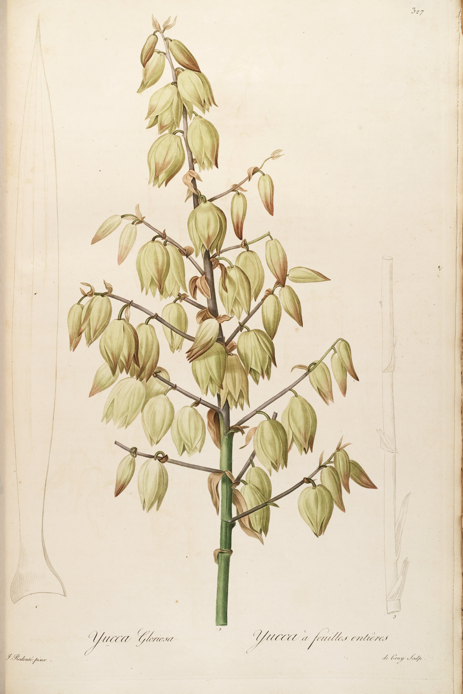 Spanish Dagger Yucca