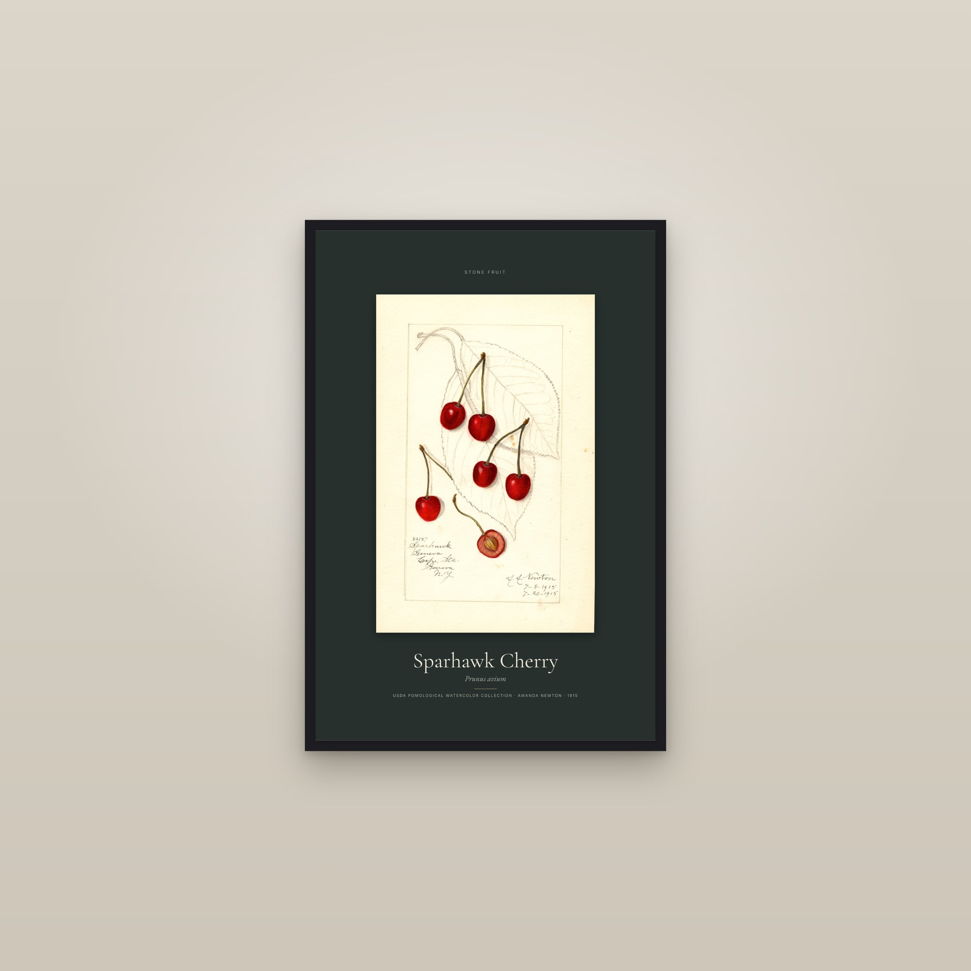 Sparhawk Cherry — Specimen — framed in a gallery setting