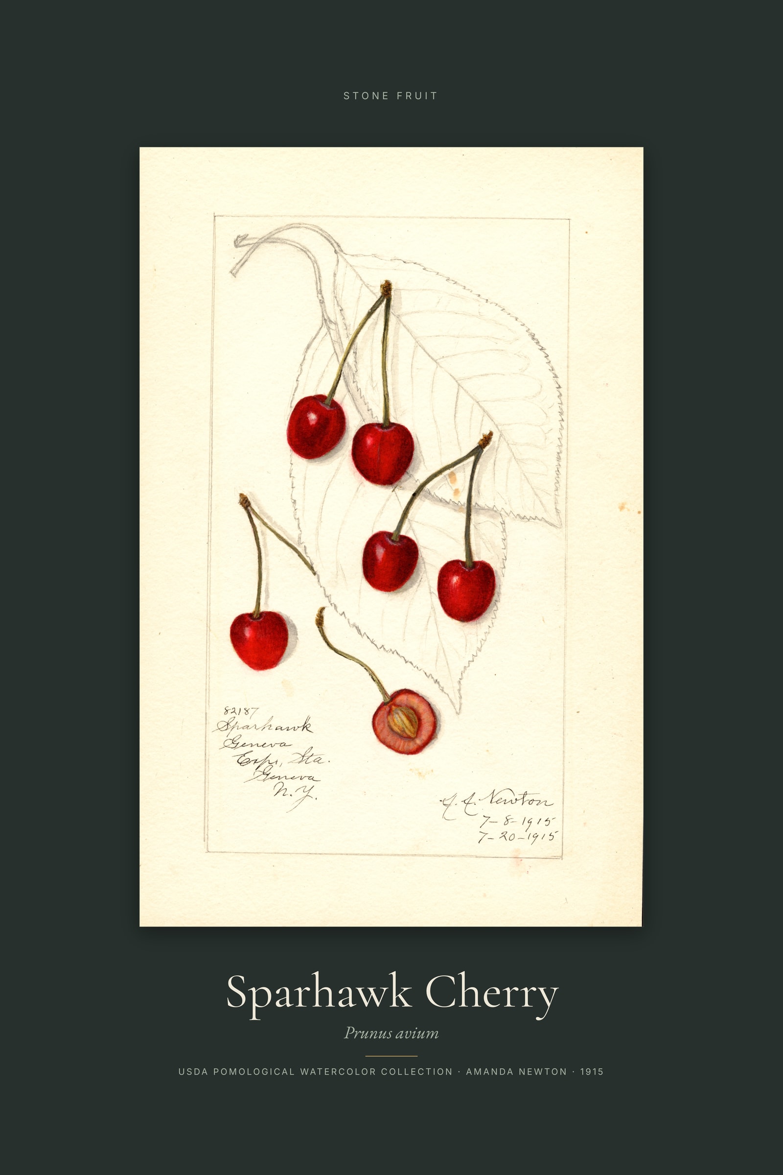 Sparhawk Cherry — Specimen