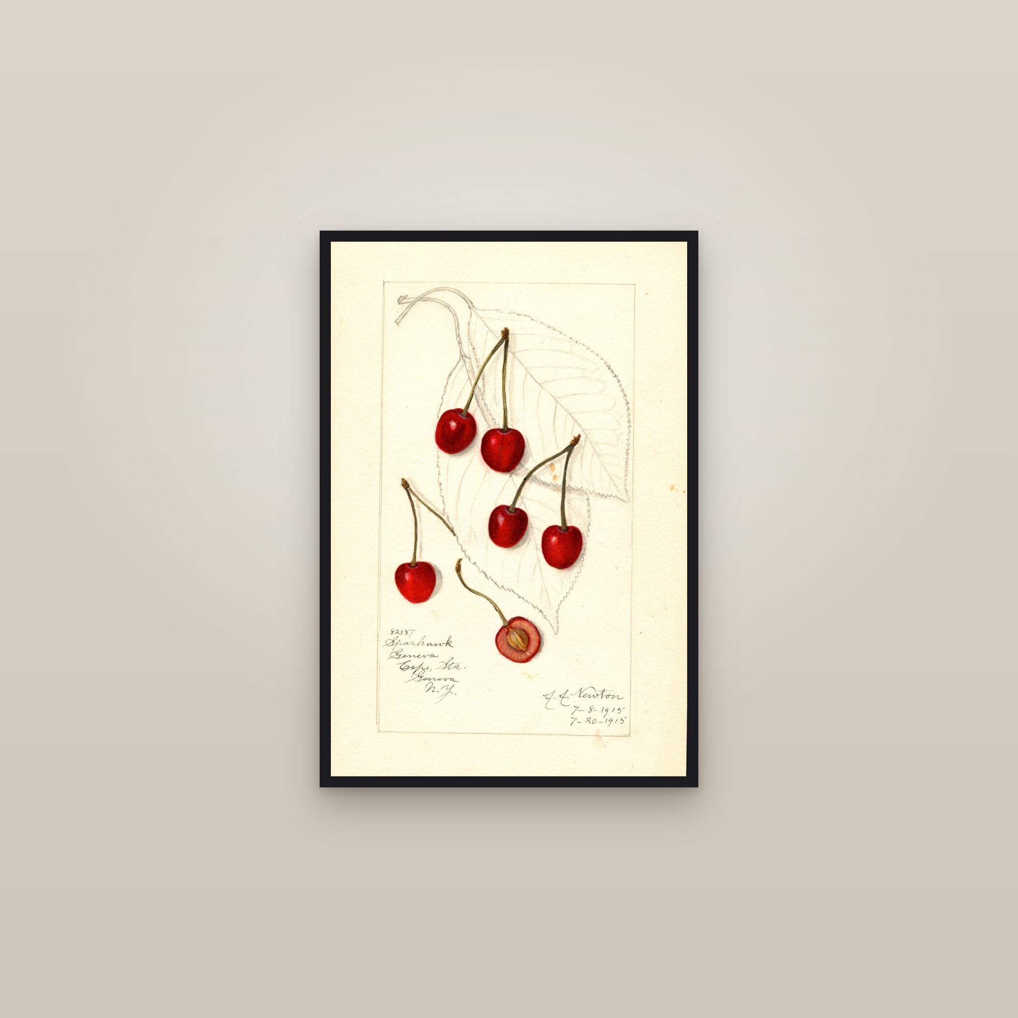 Sparhawk Cherry — framed in a gallery setting