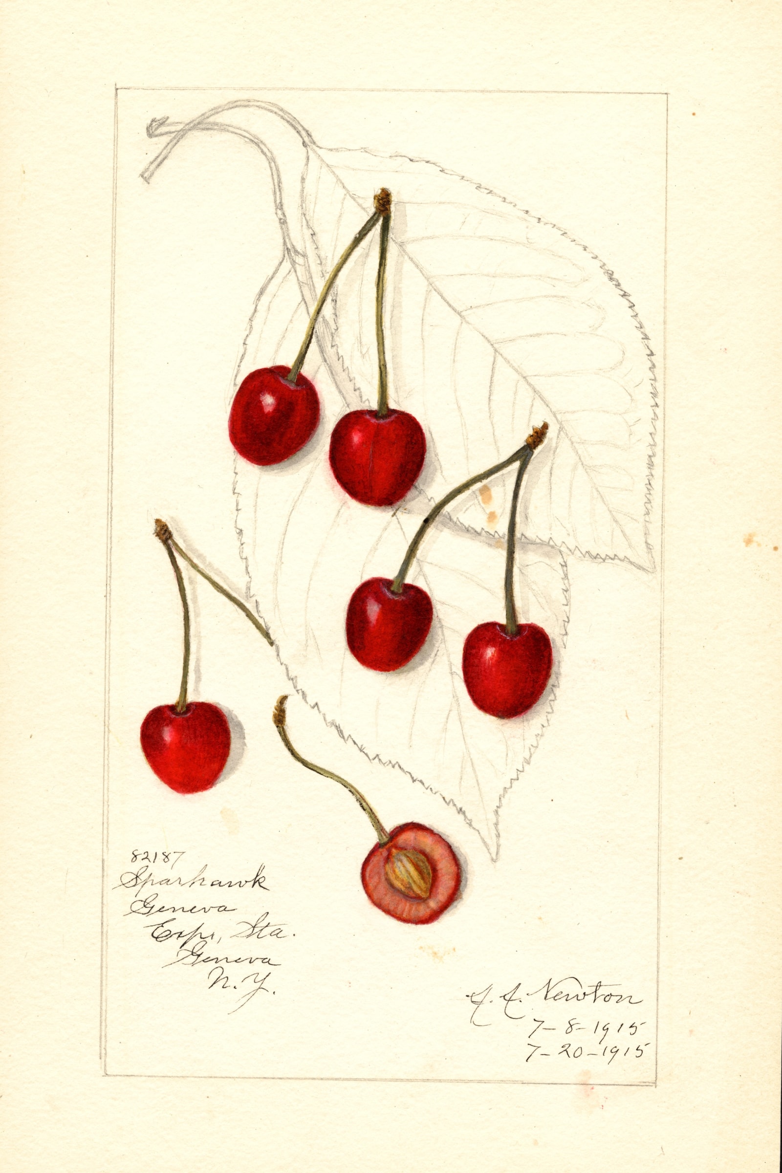 Sparhawk Cherry