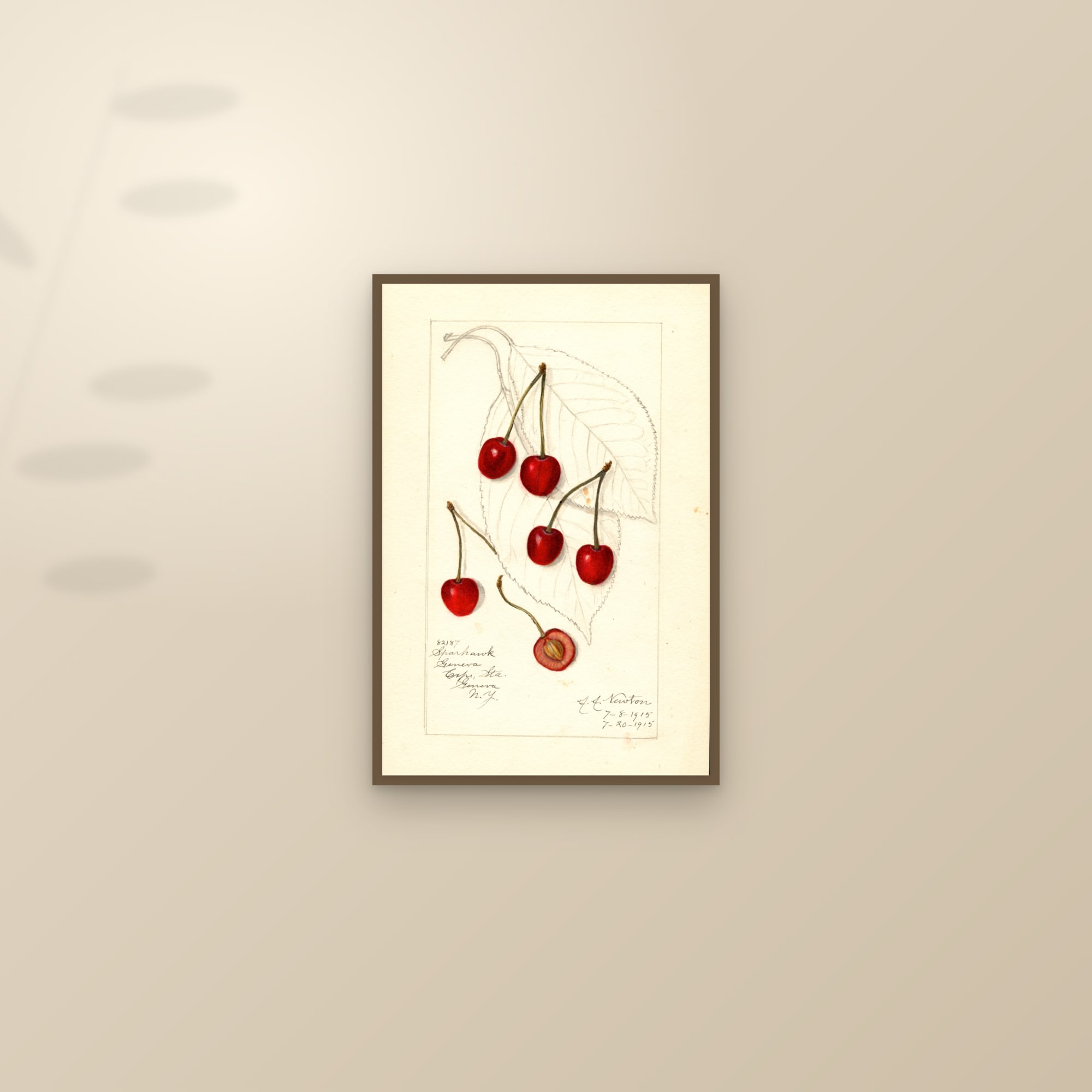 Sparhawk Cherry — framed and styled on a sunlit wall