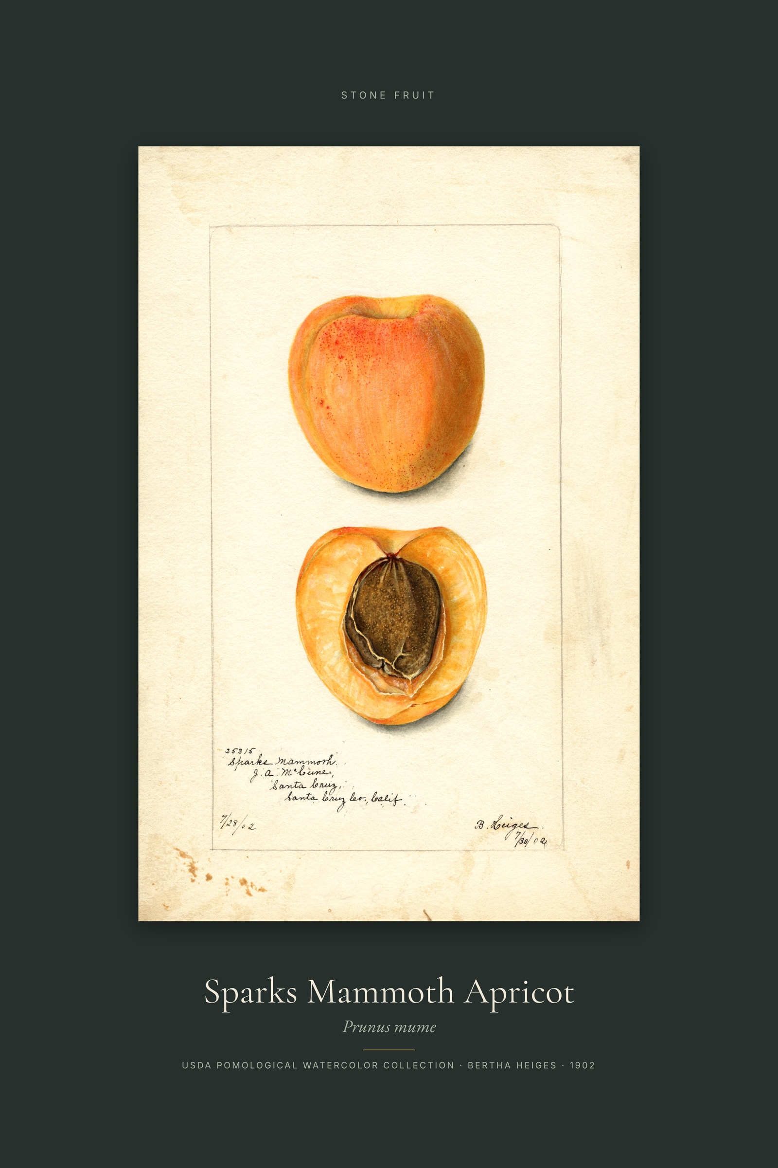 Sparks Mammoth Apricot — Specimen