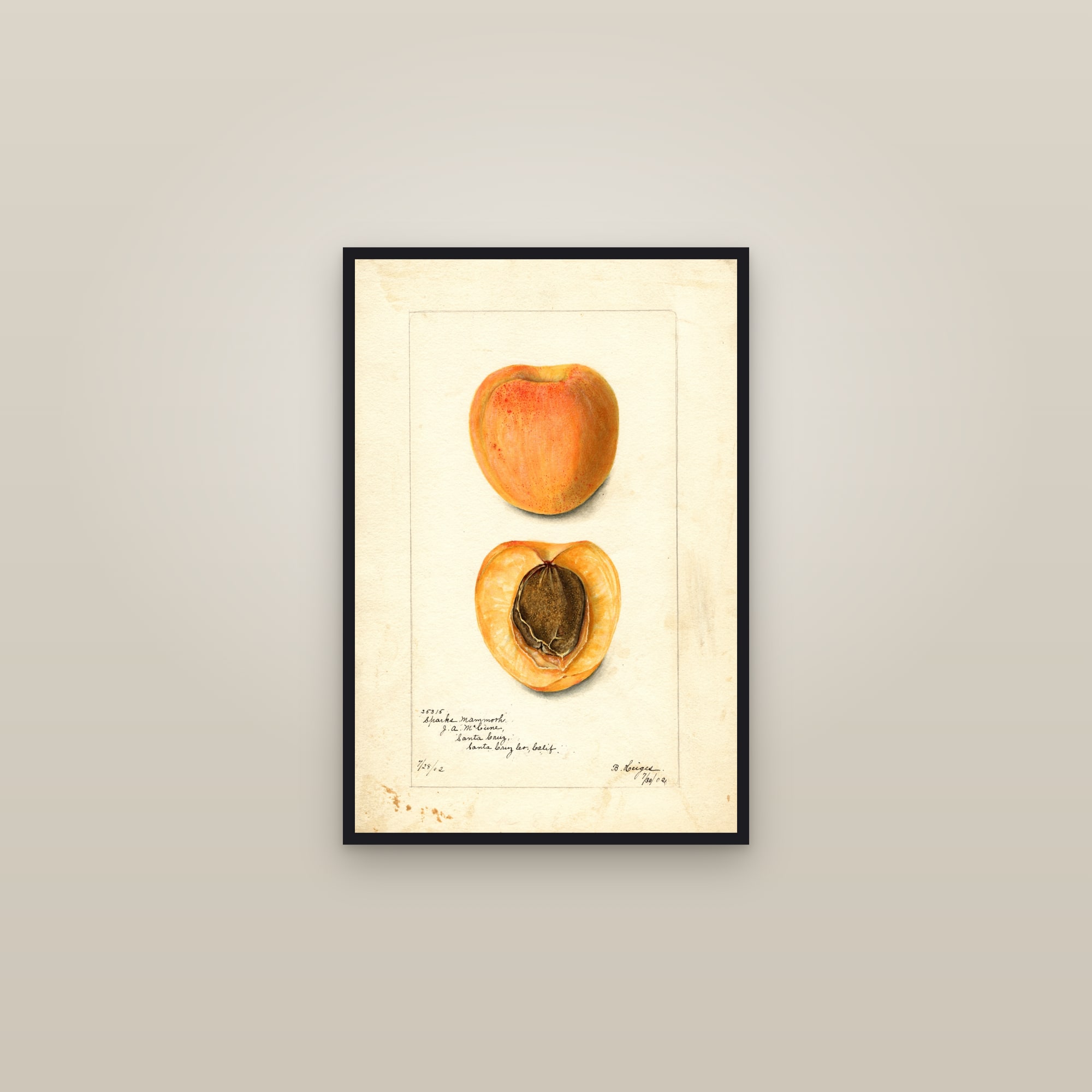 Sparks Mammoth Apricot — framed in a gallery setting