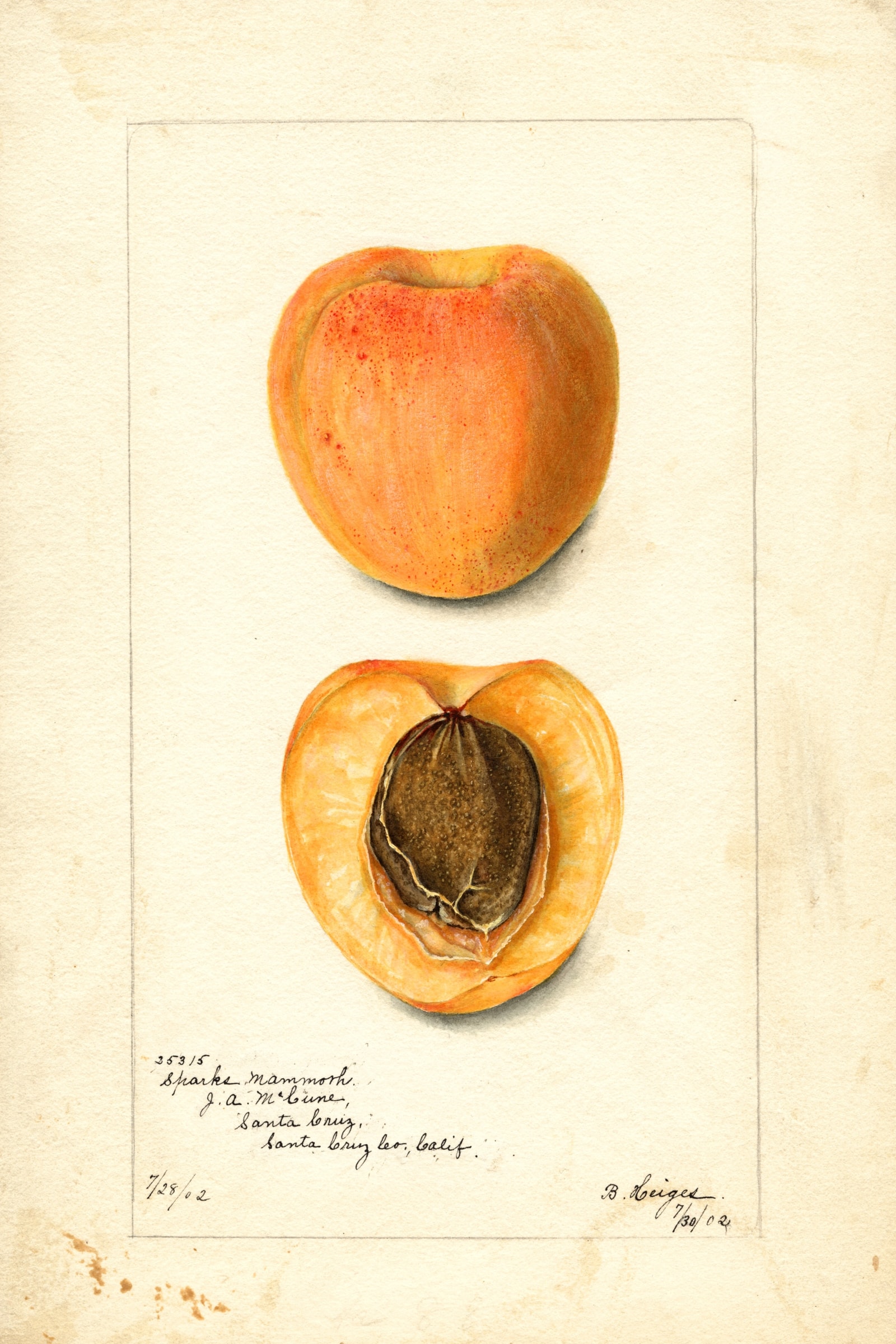 Sparks Mammoth Apricot