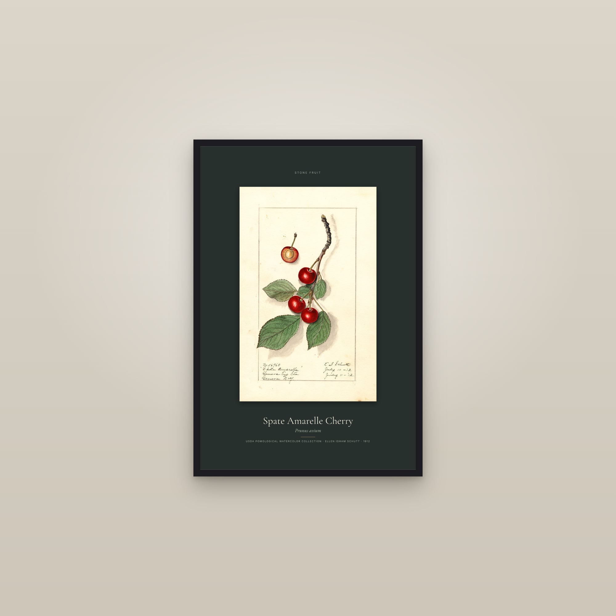 Spate Amarelle Cherry — Specimen — framed in a gallery setting