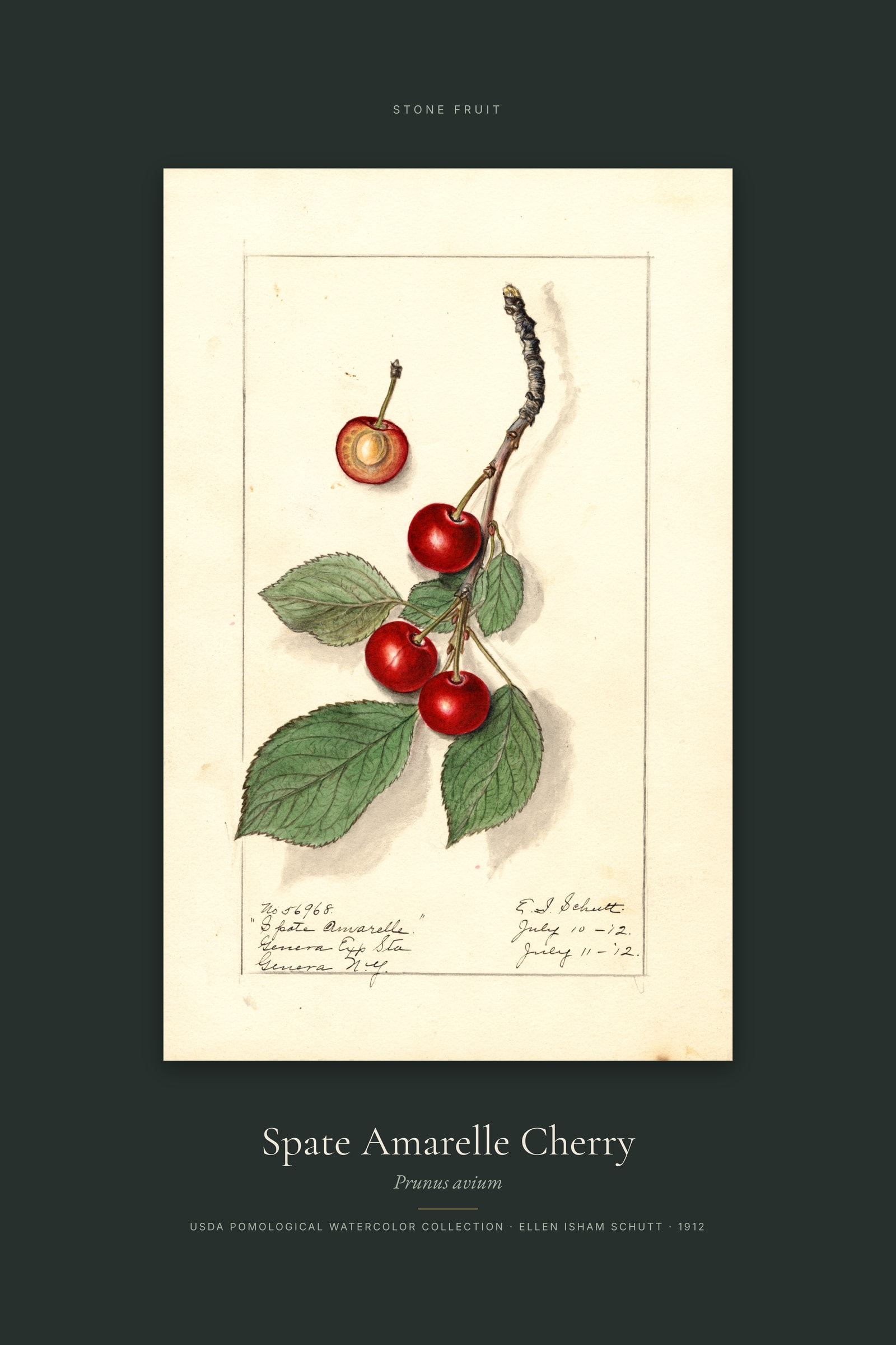 Spate Amarelle Cherry — Specimen
