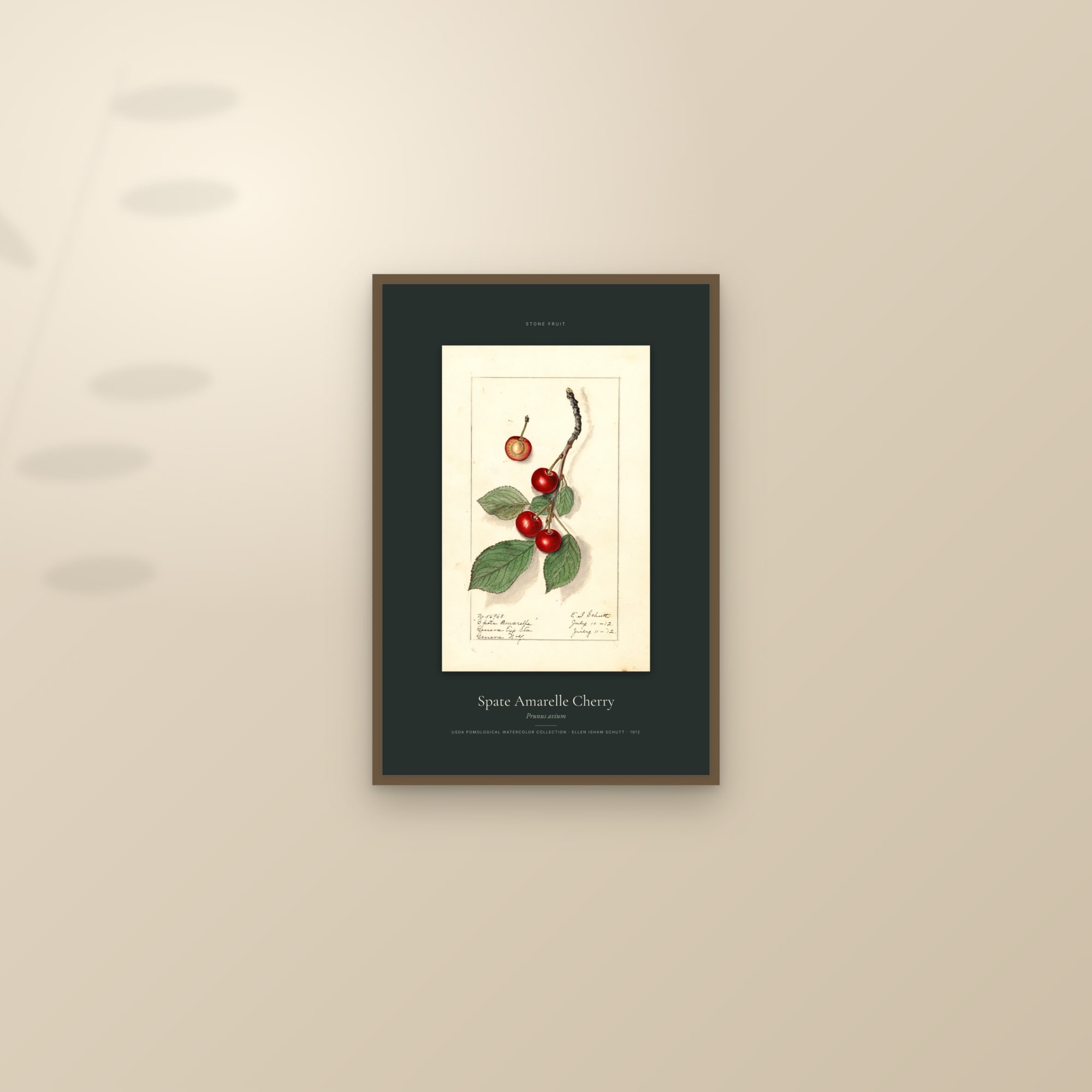 Spate Amarelle Cherry — Specimen — framed and styled on a sunlit wall