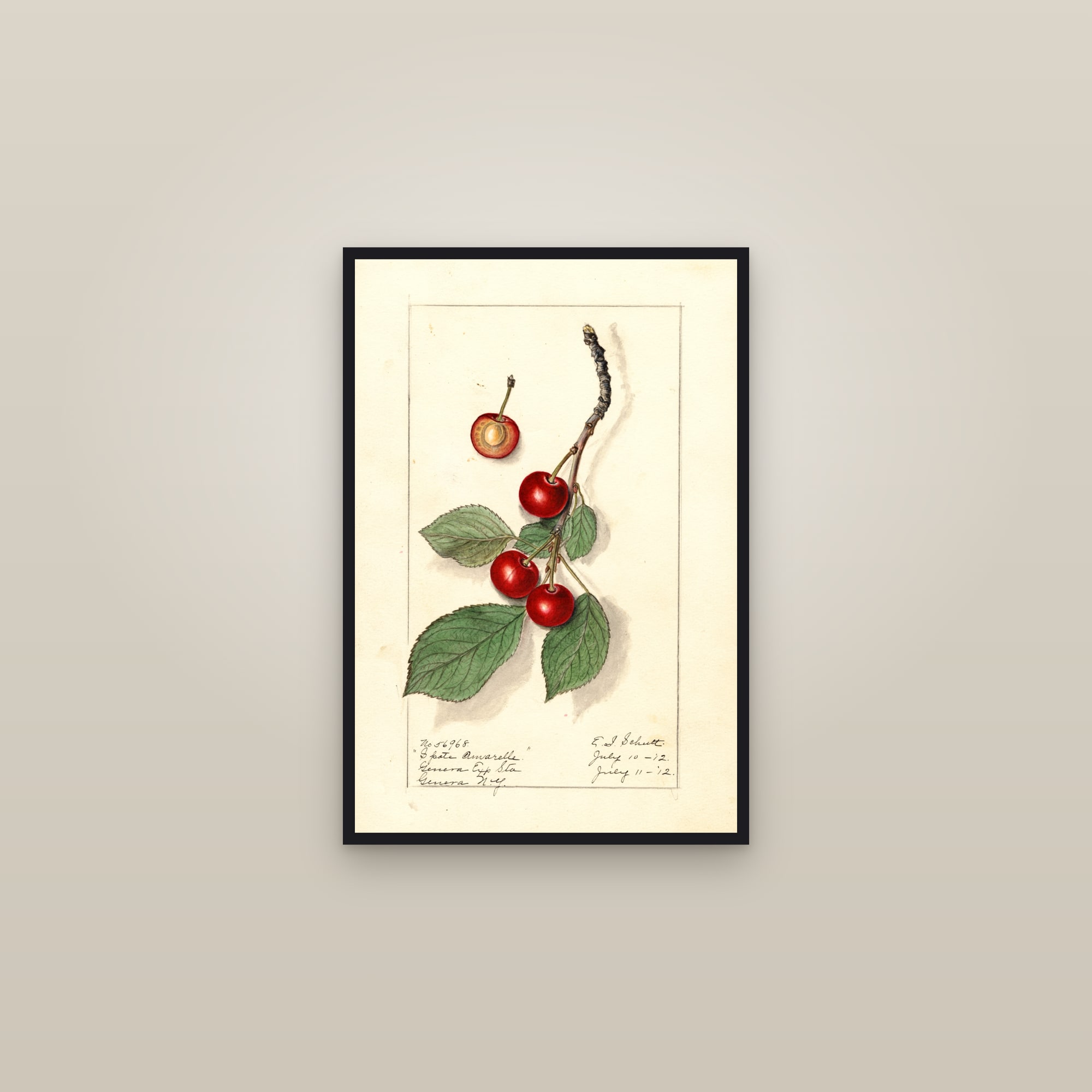 Spate Amarelle Cherry — framed in a gallery setting