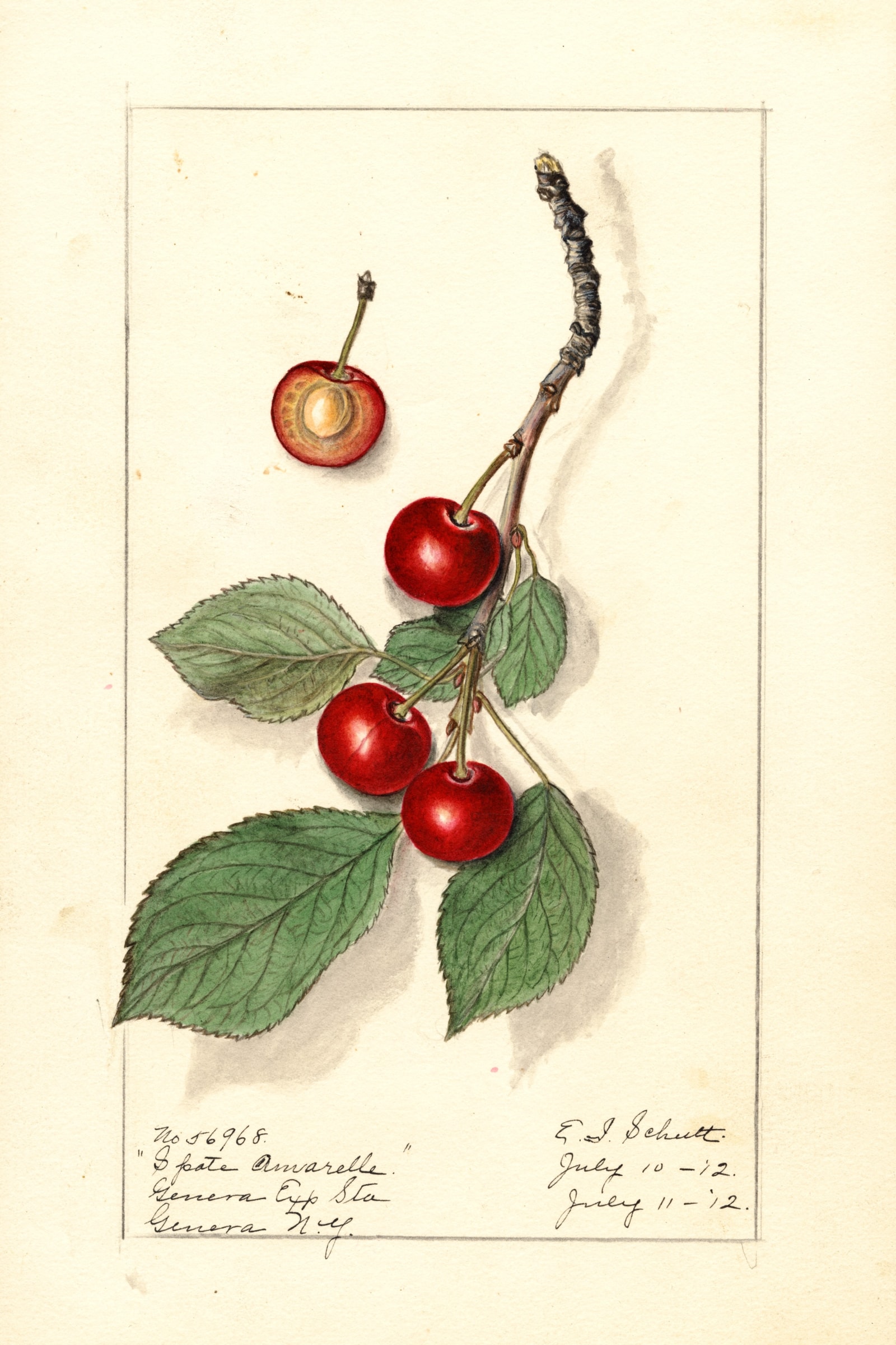 Spate Amarelle Cherry
