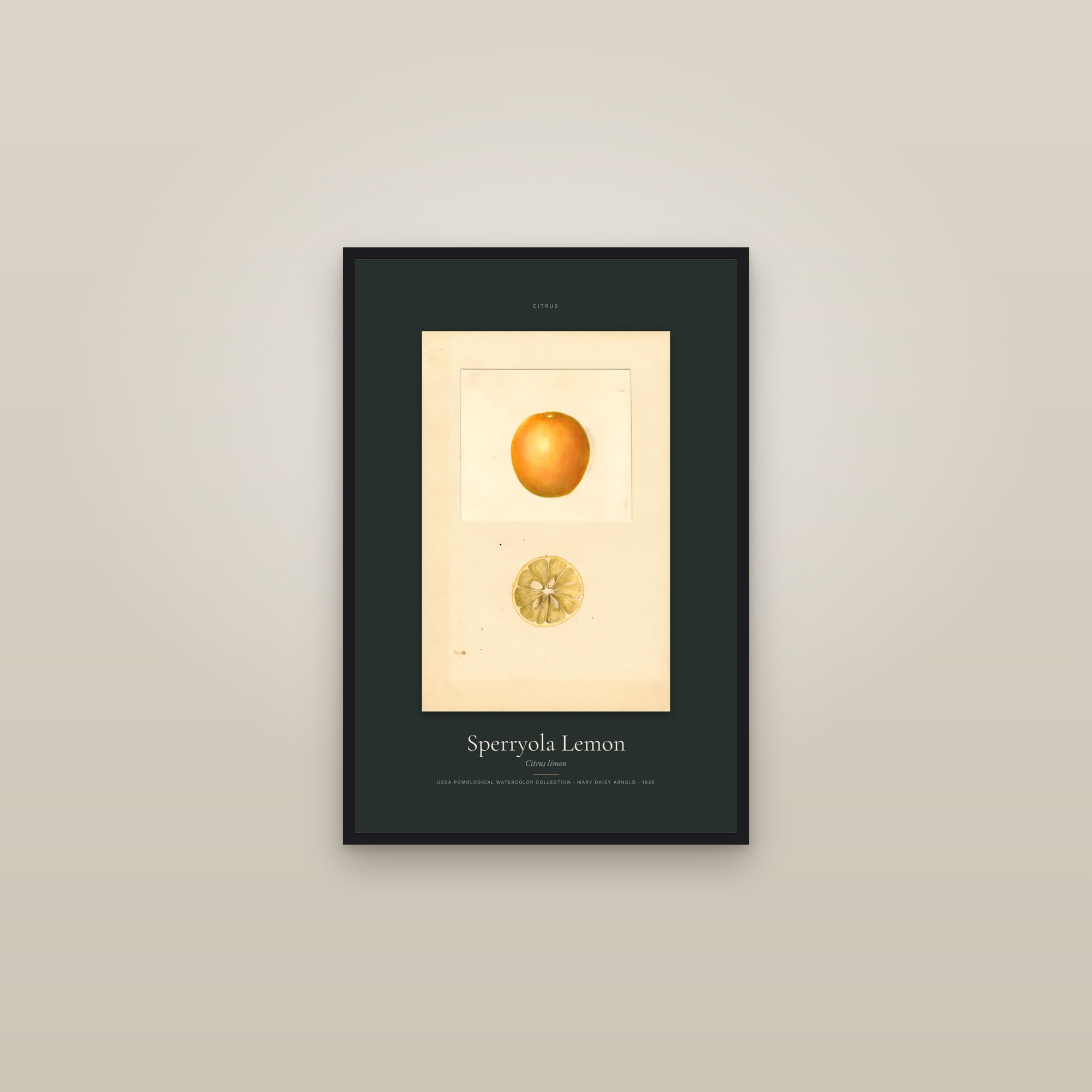 Sperryola Lemon — Specimen — framed in a gallery setting
