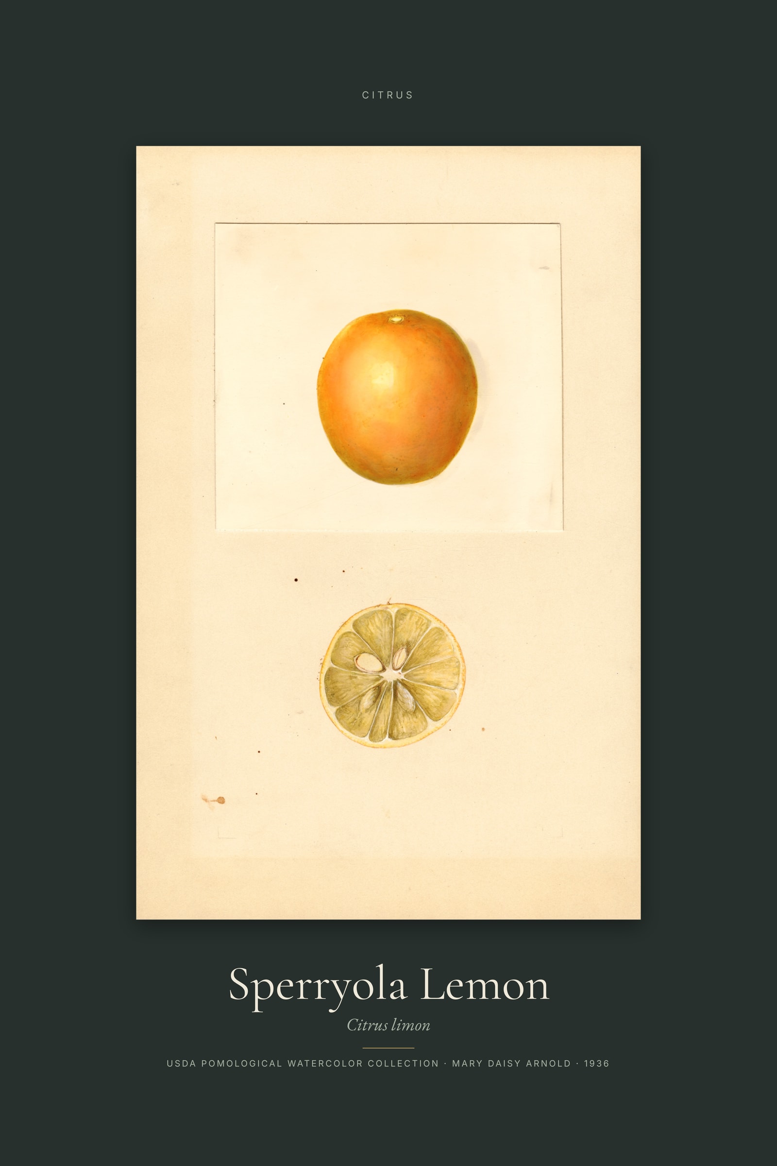 Sperryola Lemon — Specimen