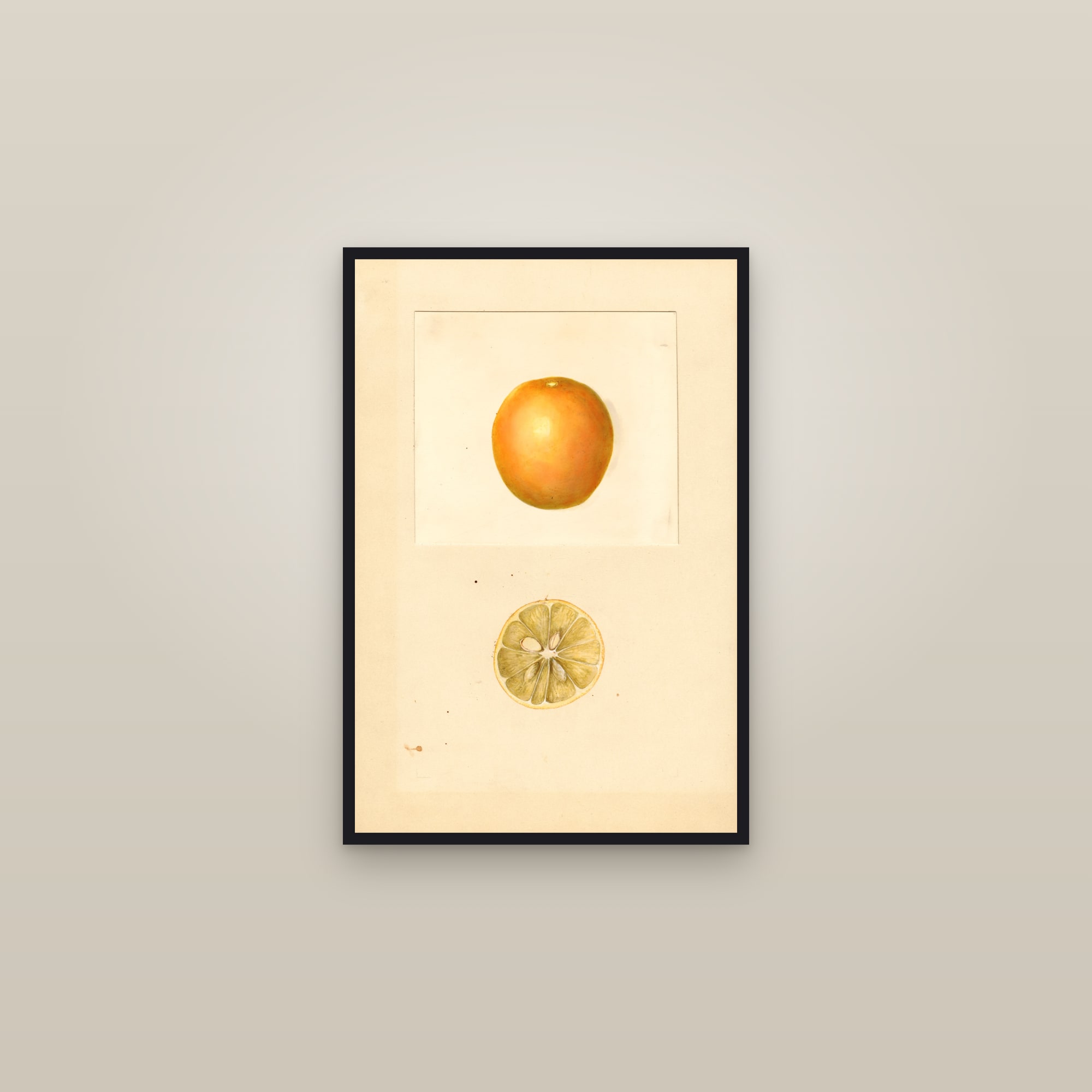Sperryola Lemon — framed in a gallery setting