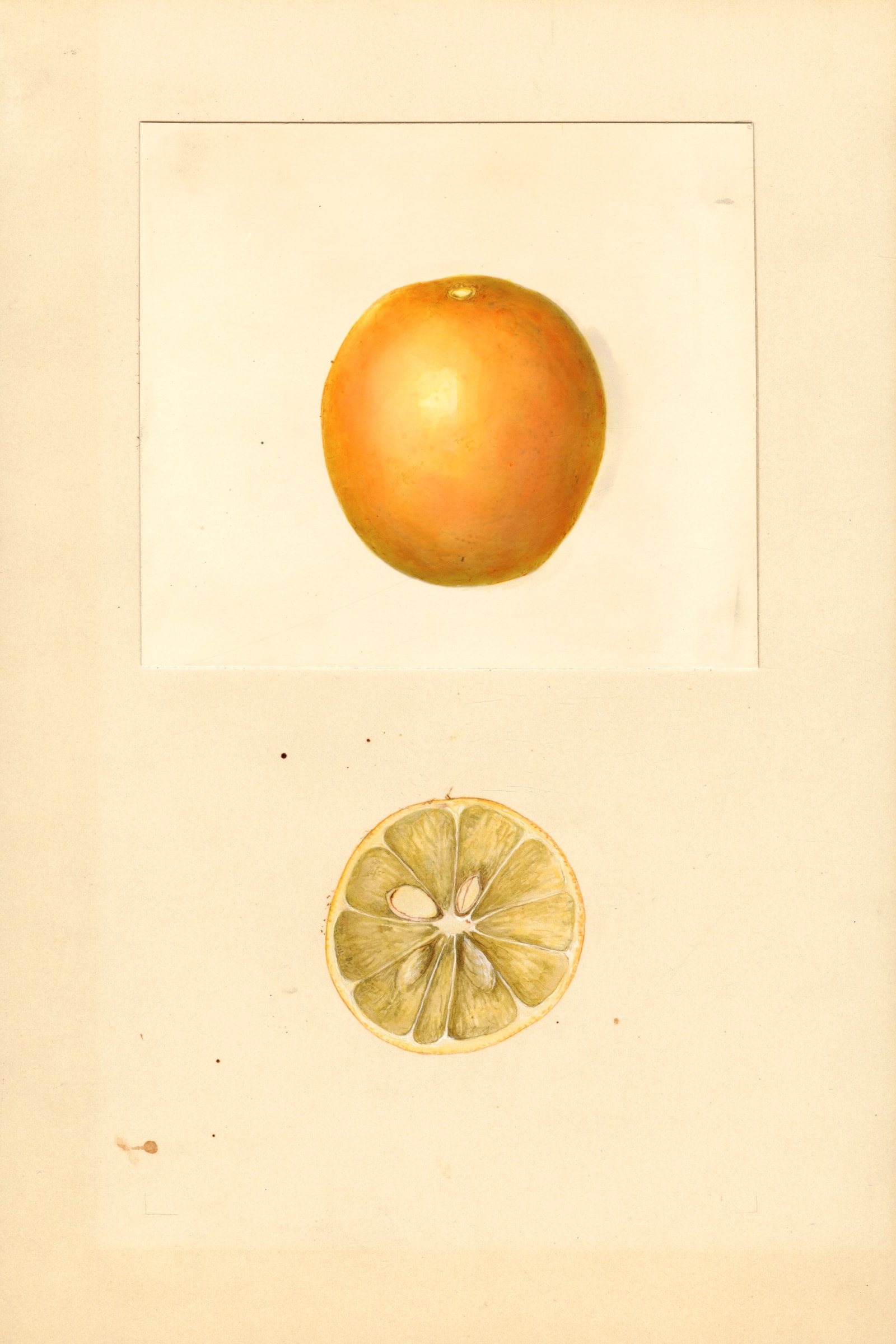 Sperryola Lemon