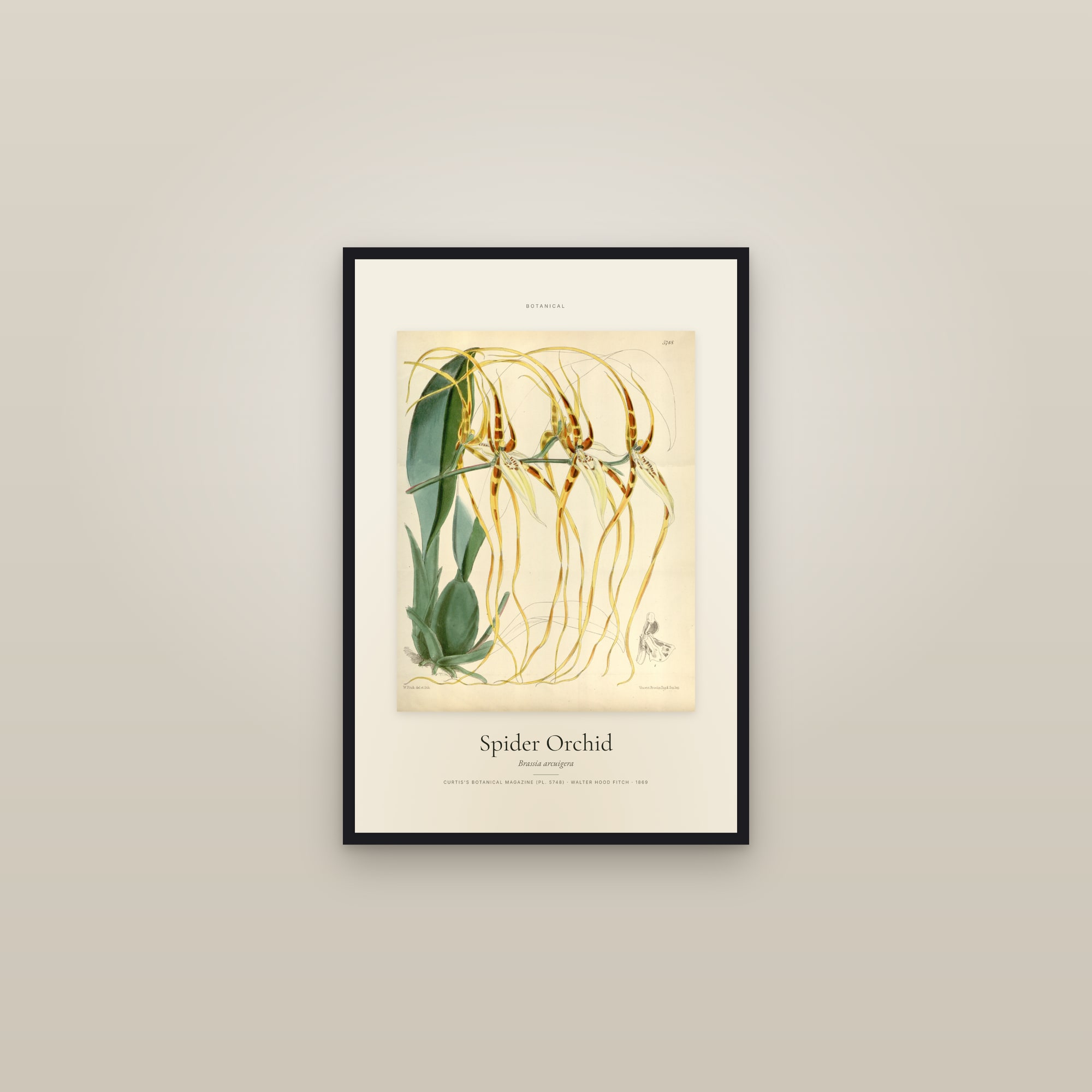 Spider Orchid — Specimen — framed in a gallery setting