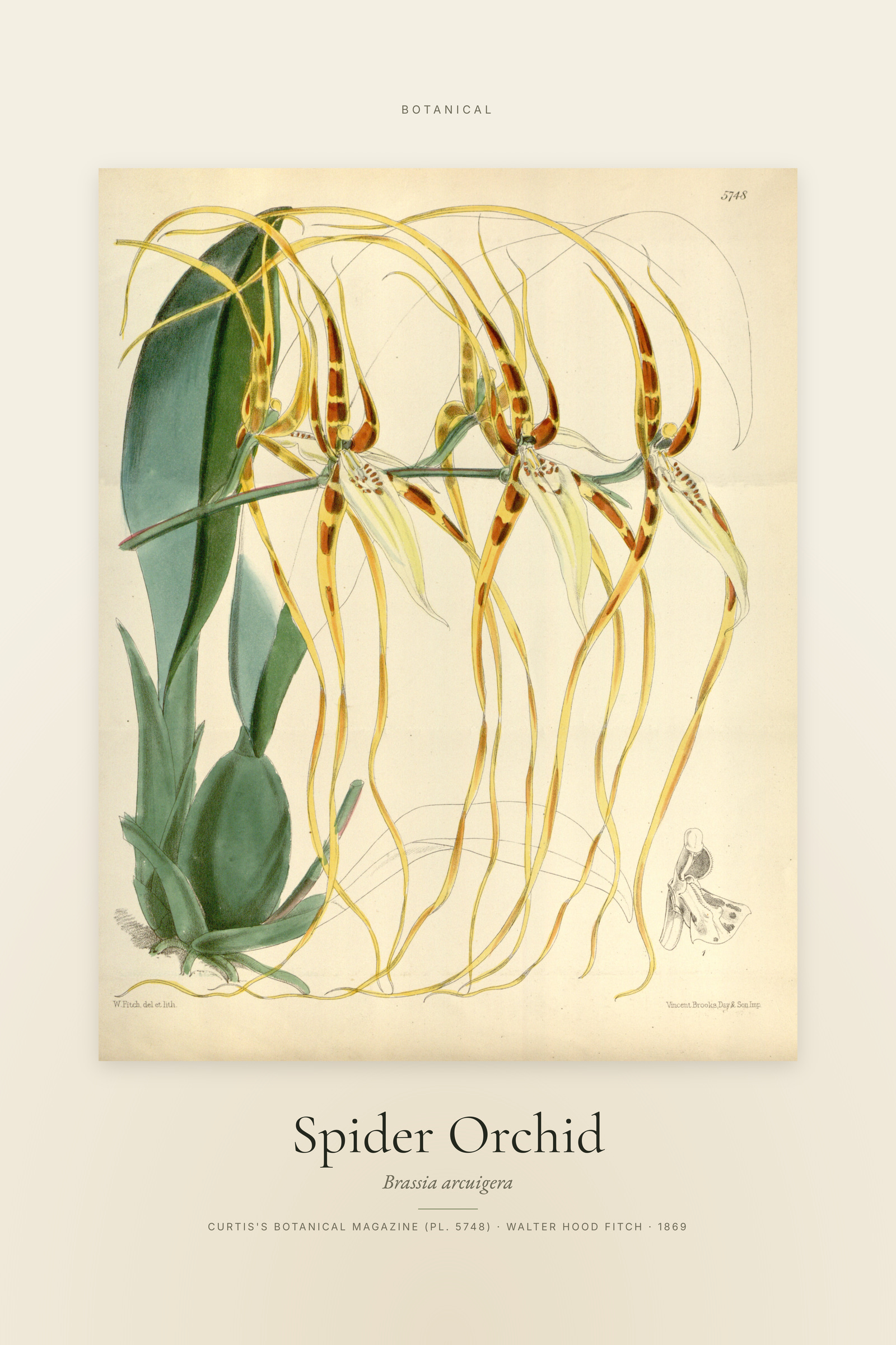 Spider Orchid — Specimen