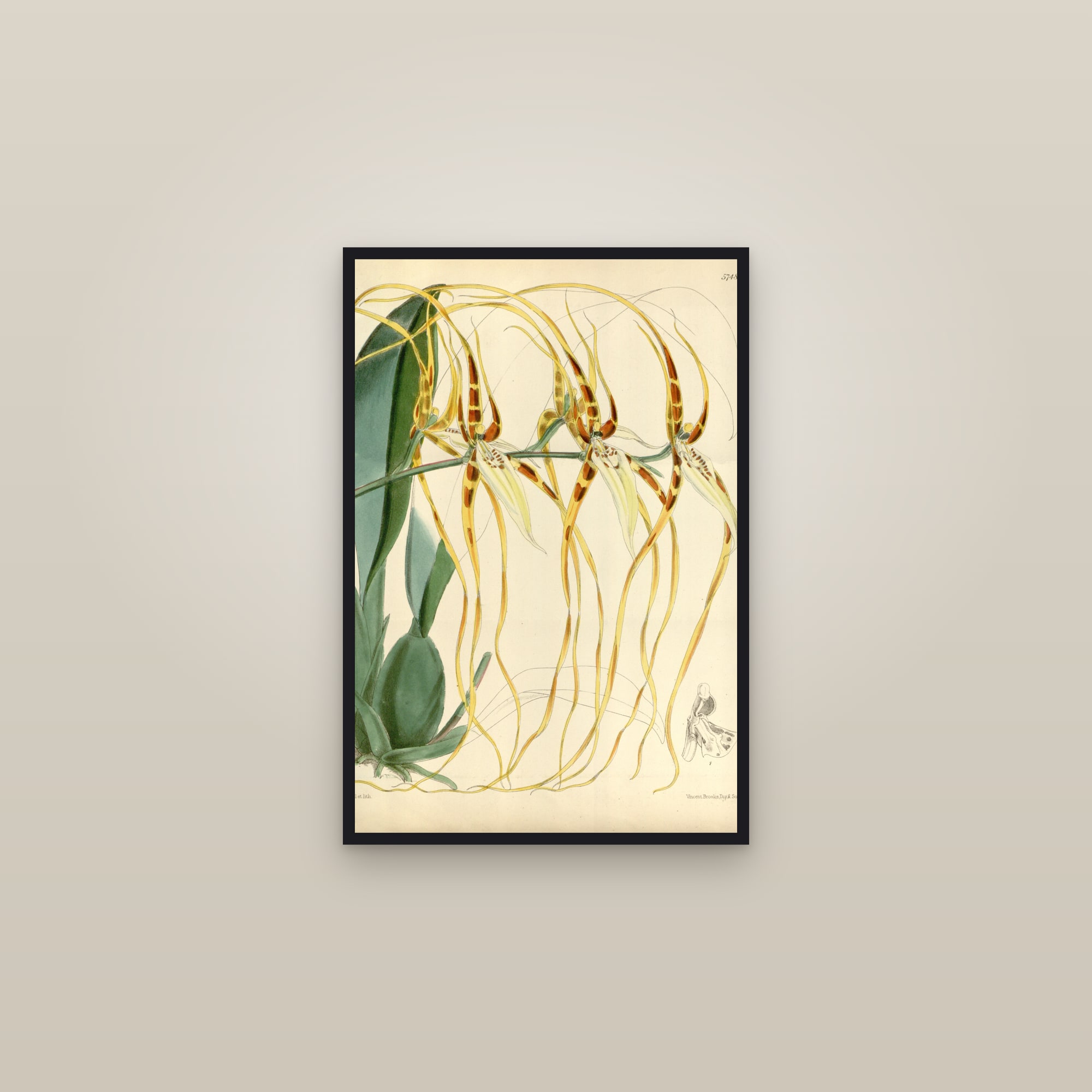 Spider Orchid — framed in a gallery setting