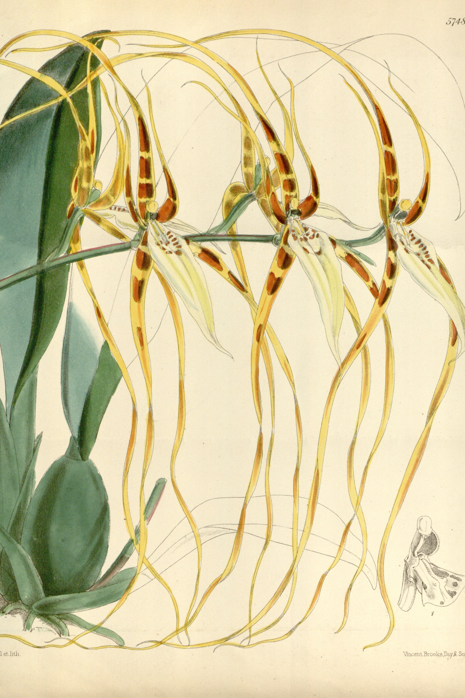 Spider Orchid