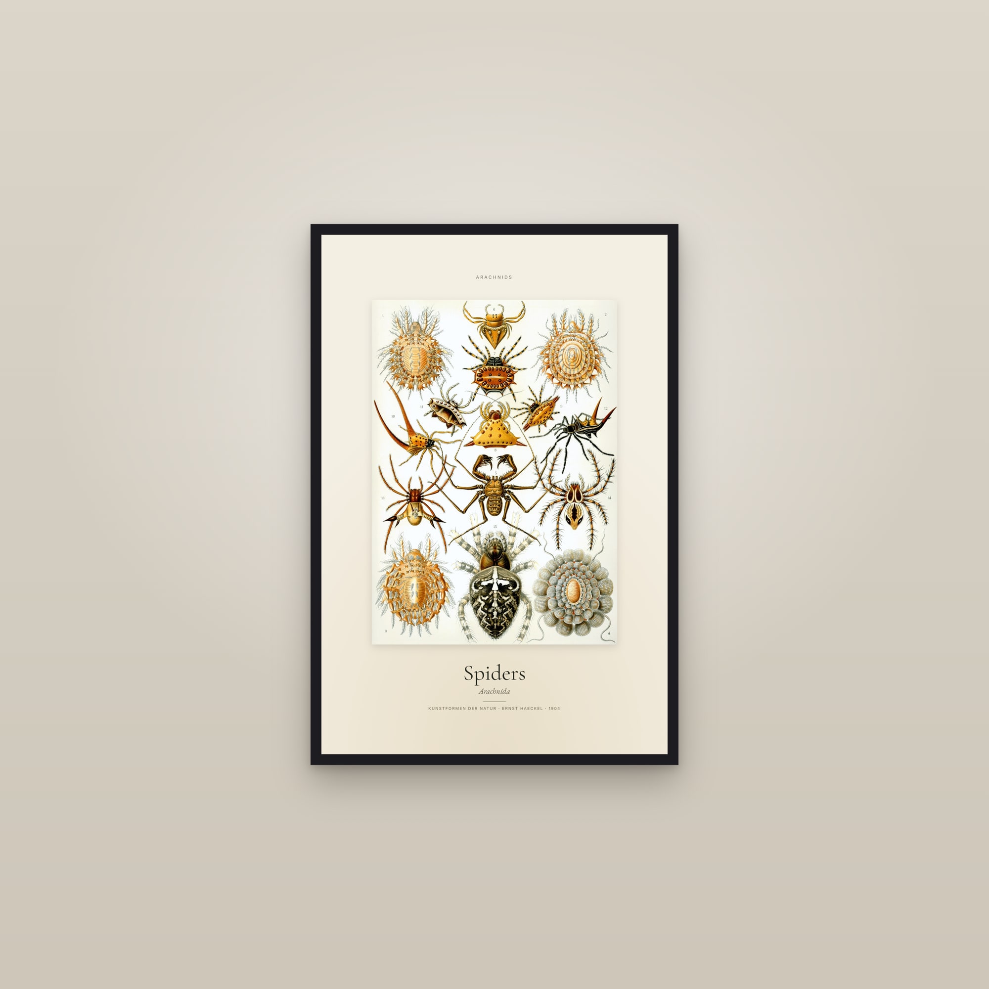 Spiders — Specimen — framed in a gallery setting