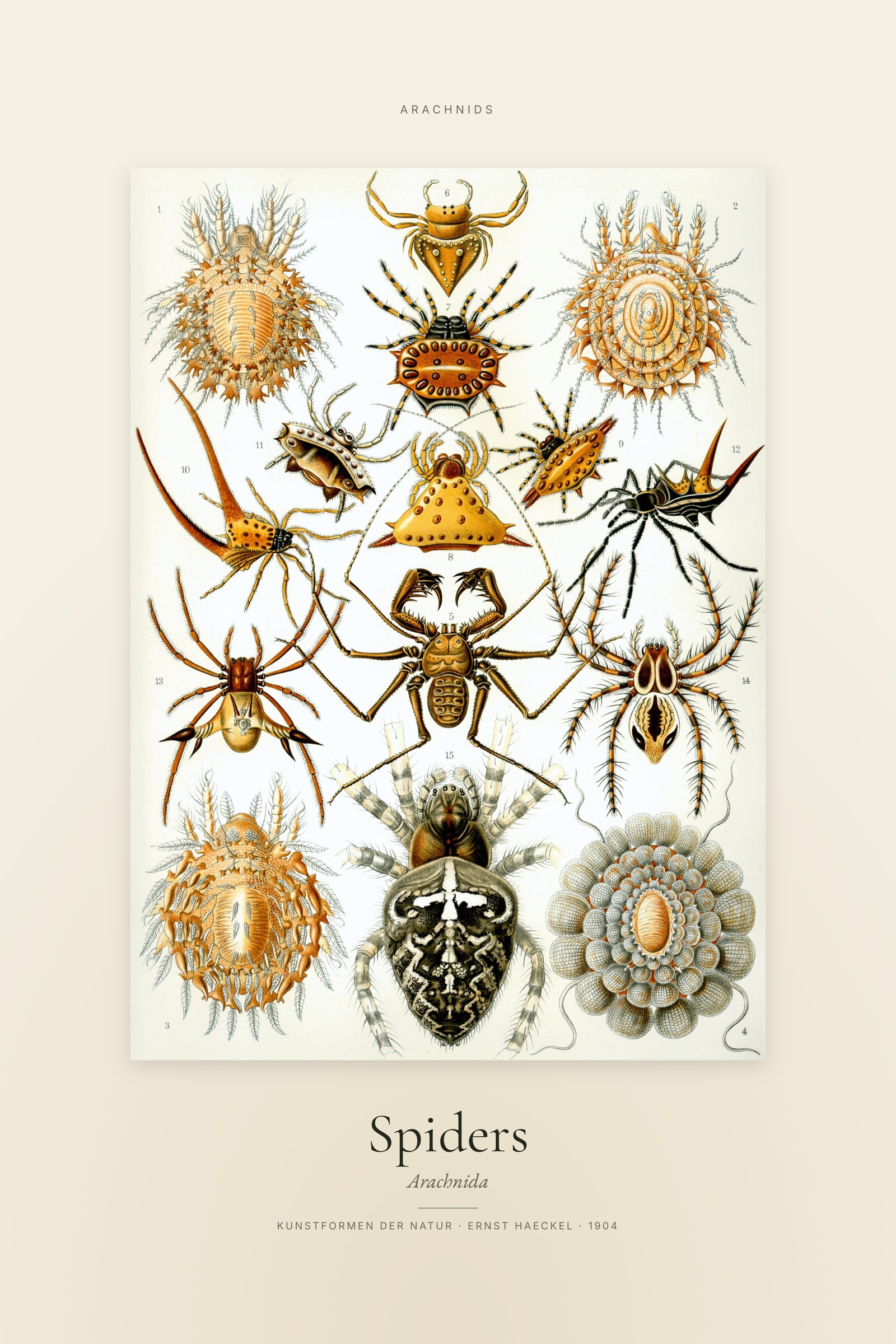 Spiders — Specimen