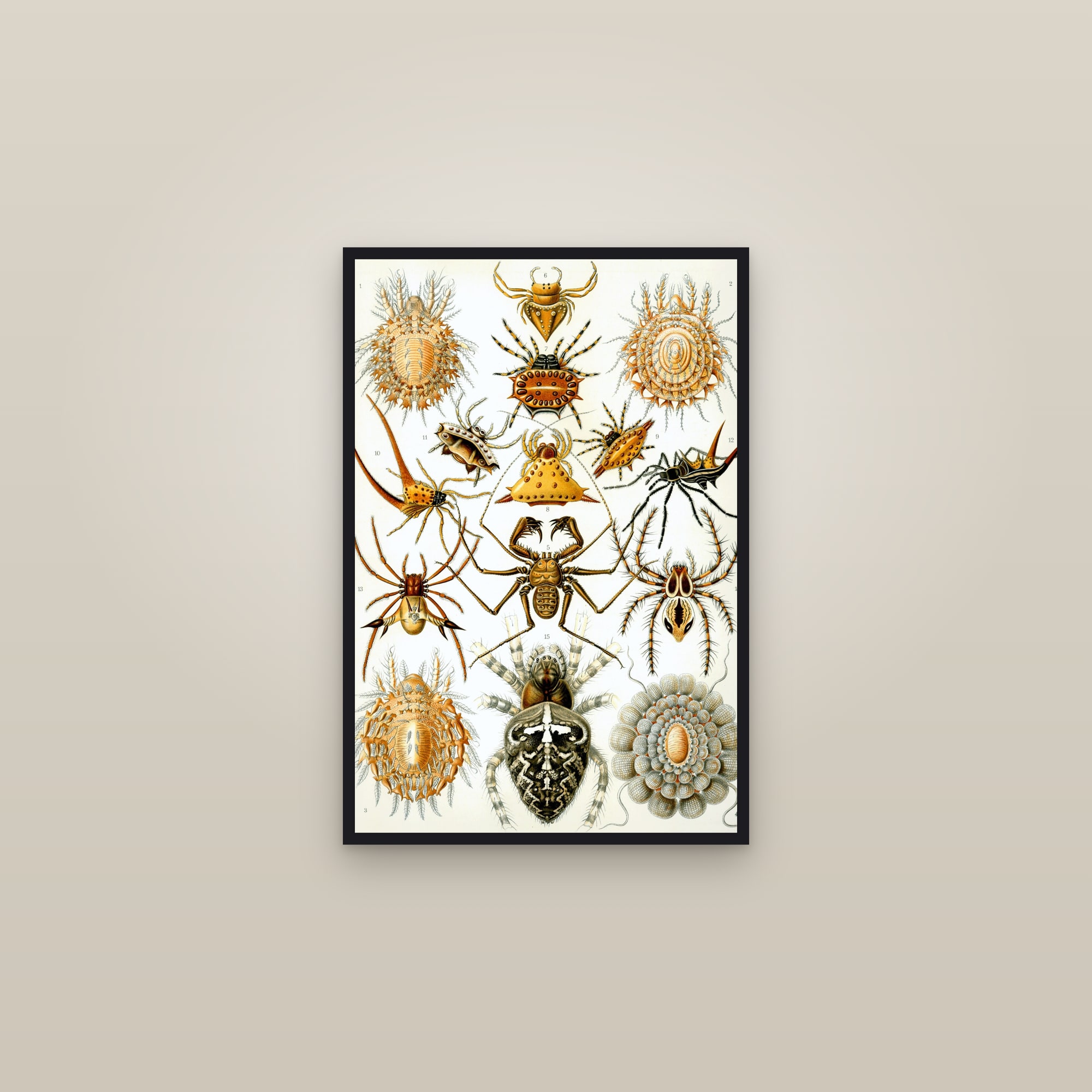 Spiders — framed in a gallery setting