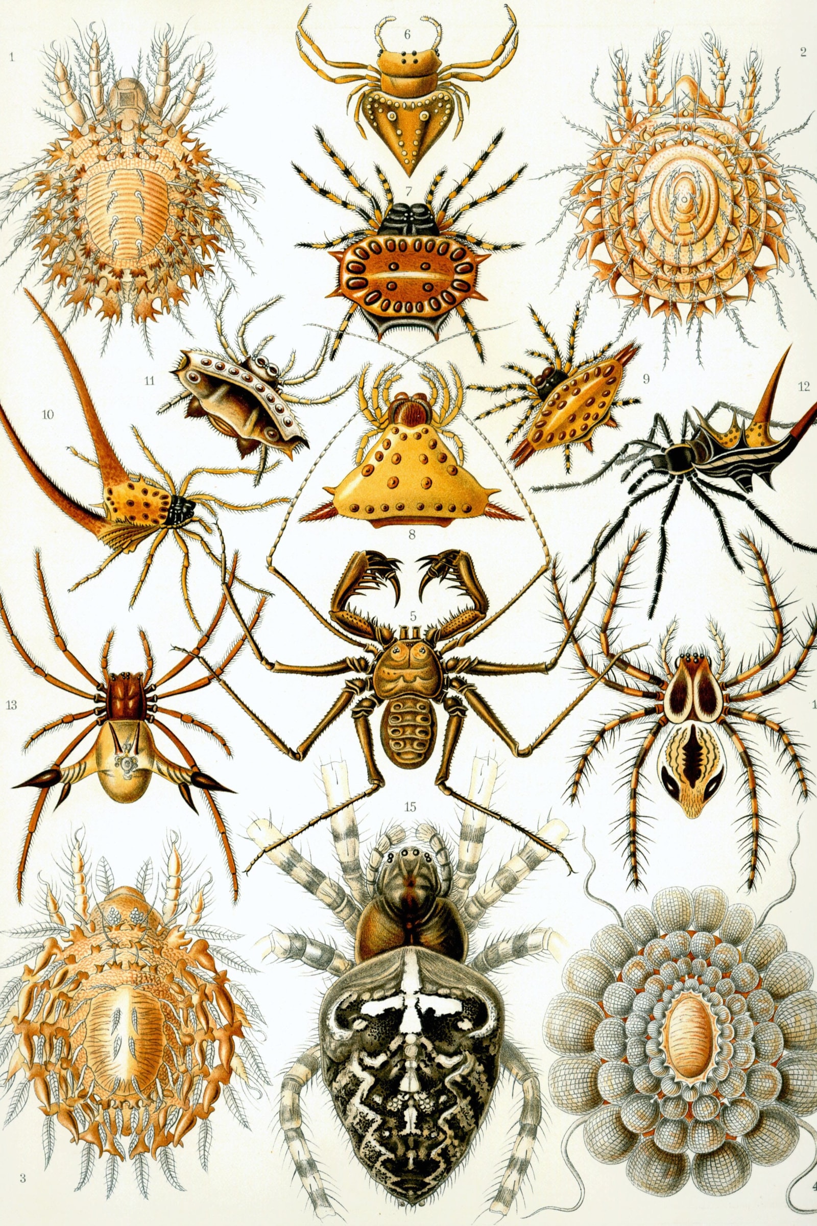 Spiders