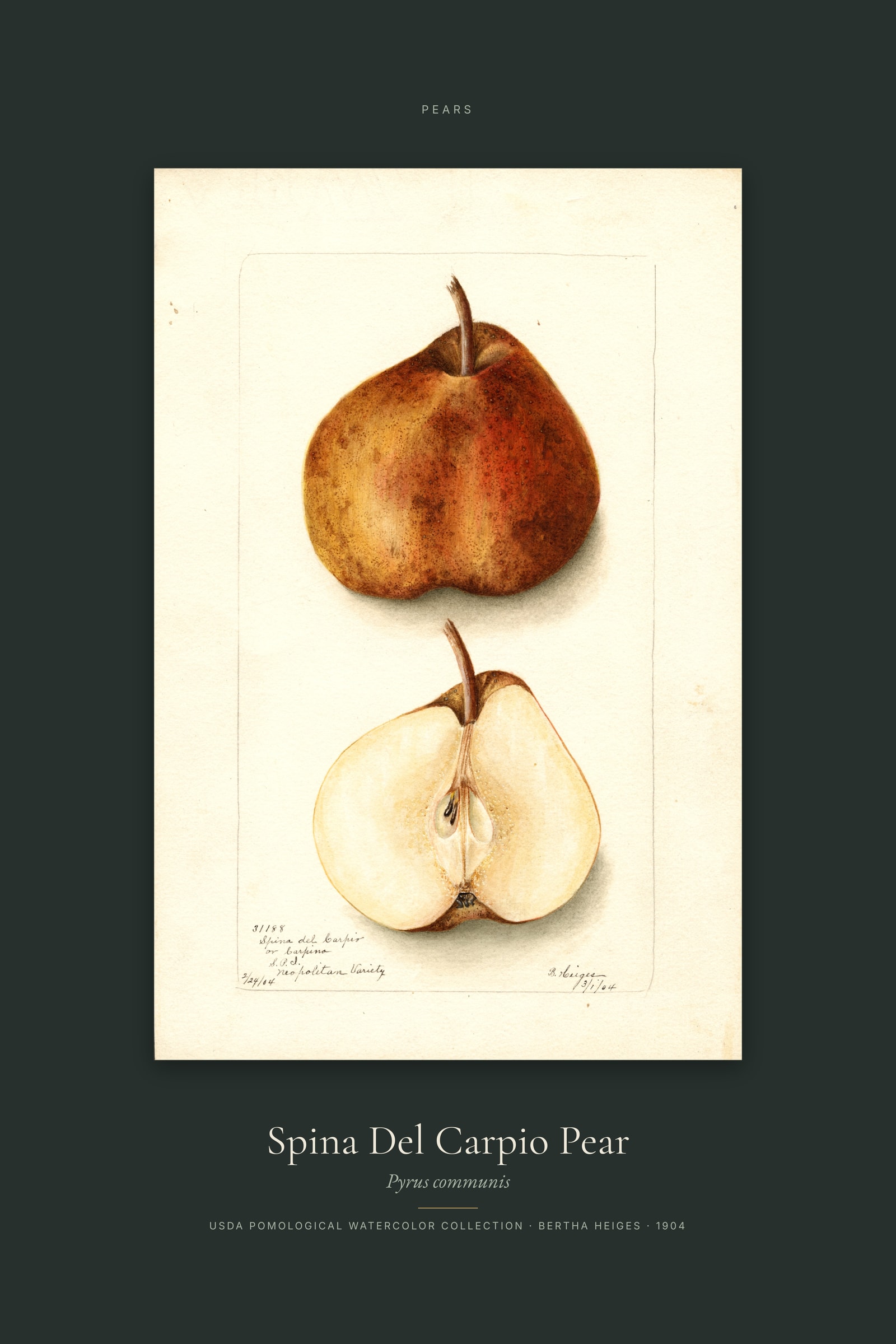 Spina Del Carpio Pear — Specimen