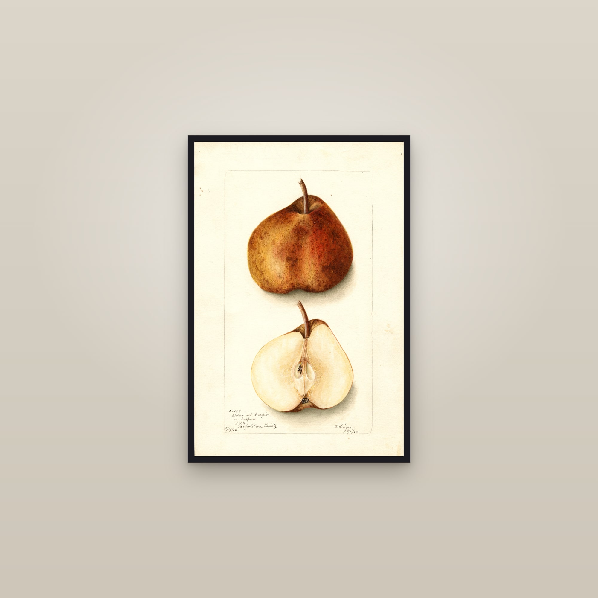 Spina Del Carpio Pear — framed in a gallery setting