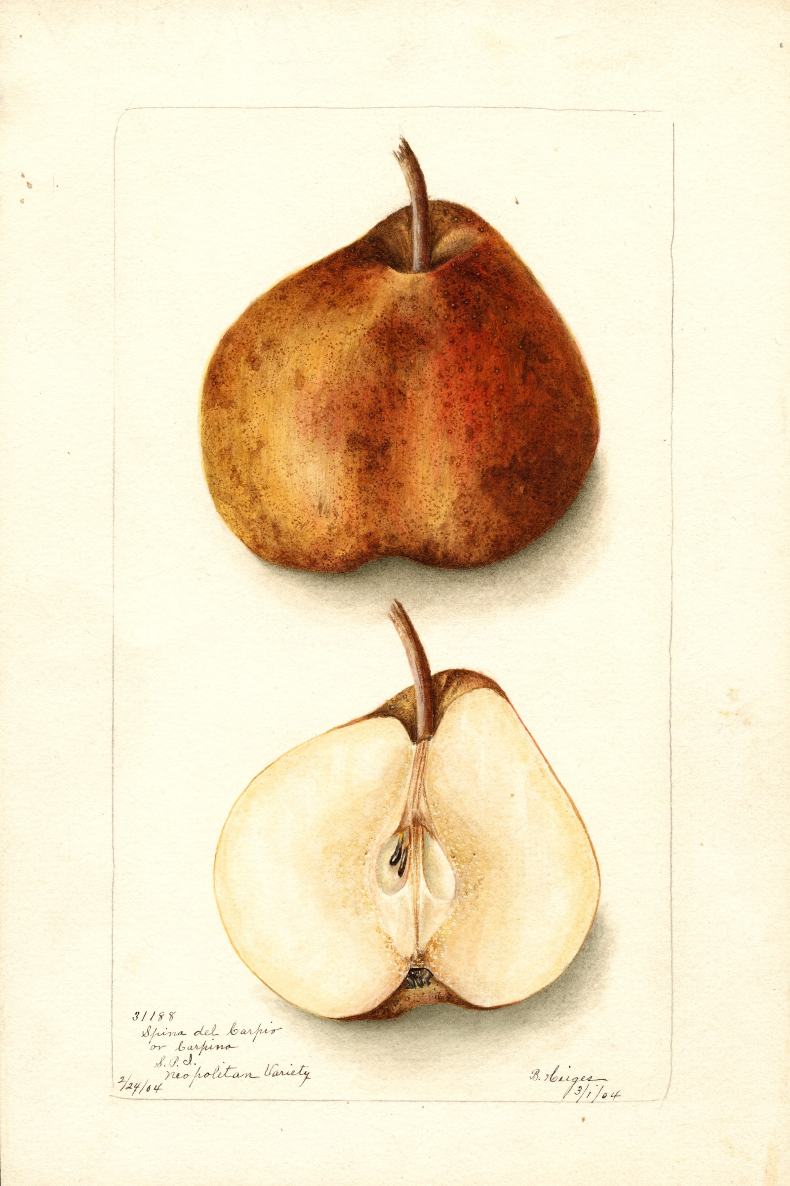 Spina Del Carpio Pear