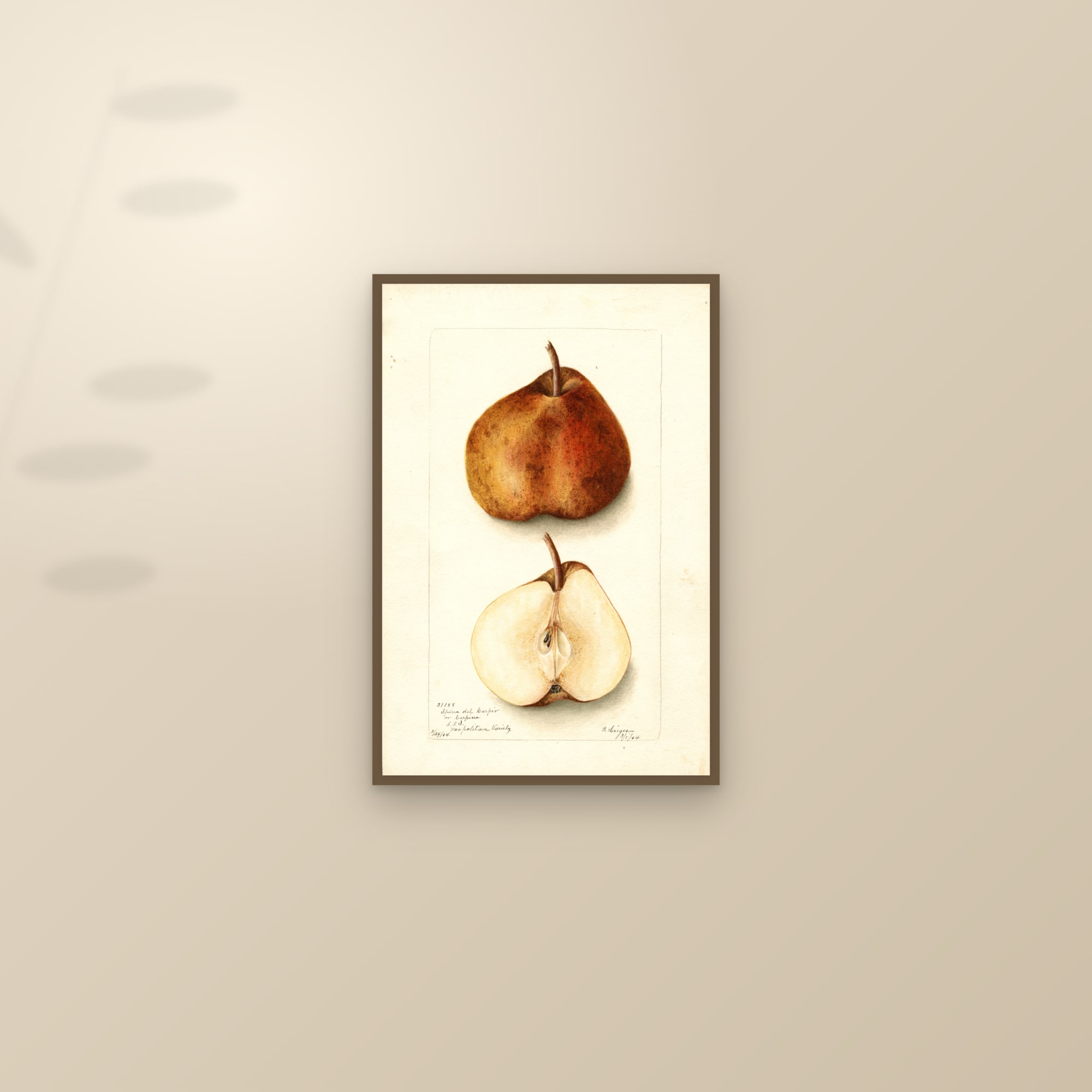 Spina Del Carpio Pear — framed and styled on a sunlit wall