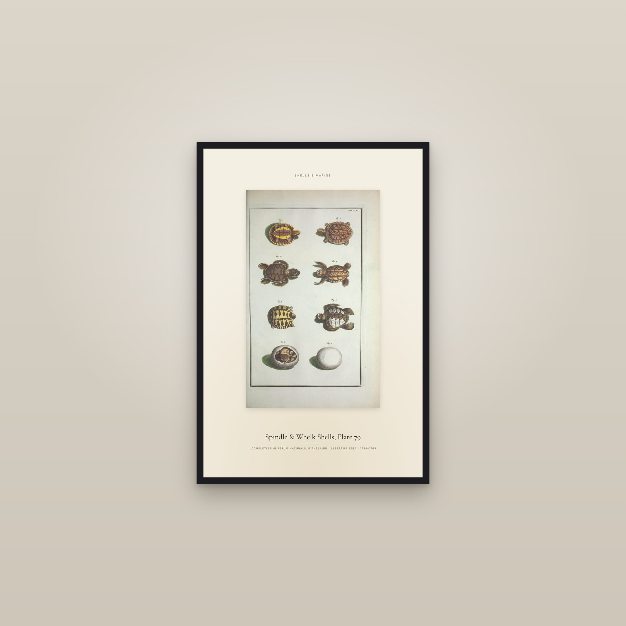 Spindle & Whelk Shells, Plate 79 — Specimen — framed in a gallery setting